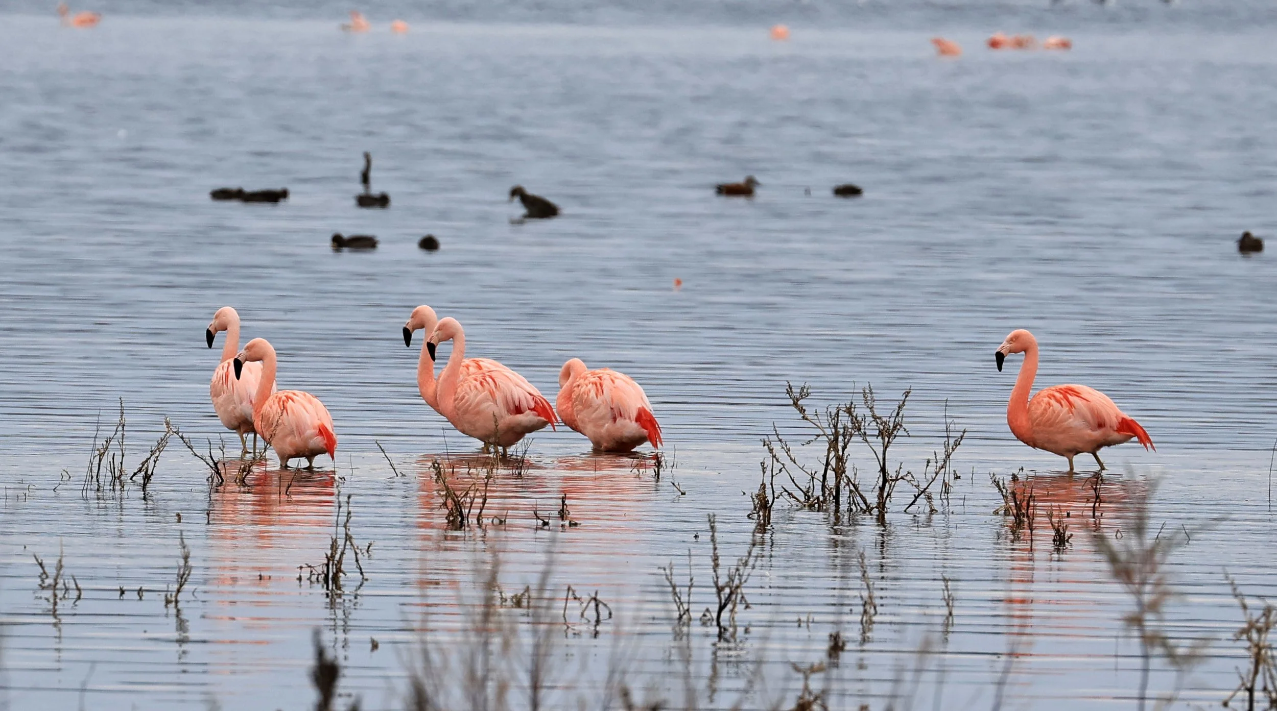 Chilean Flamingo (Phoenicopterus chilensis) Lagunas del Ornitólogo, Trelew Argentina (96).jpg