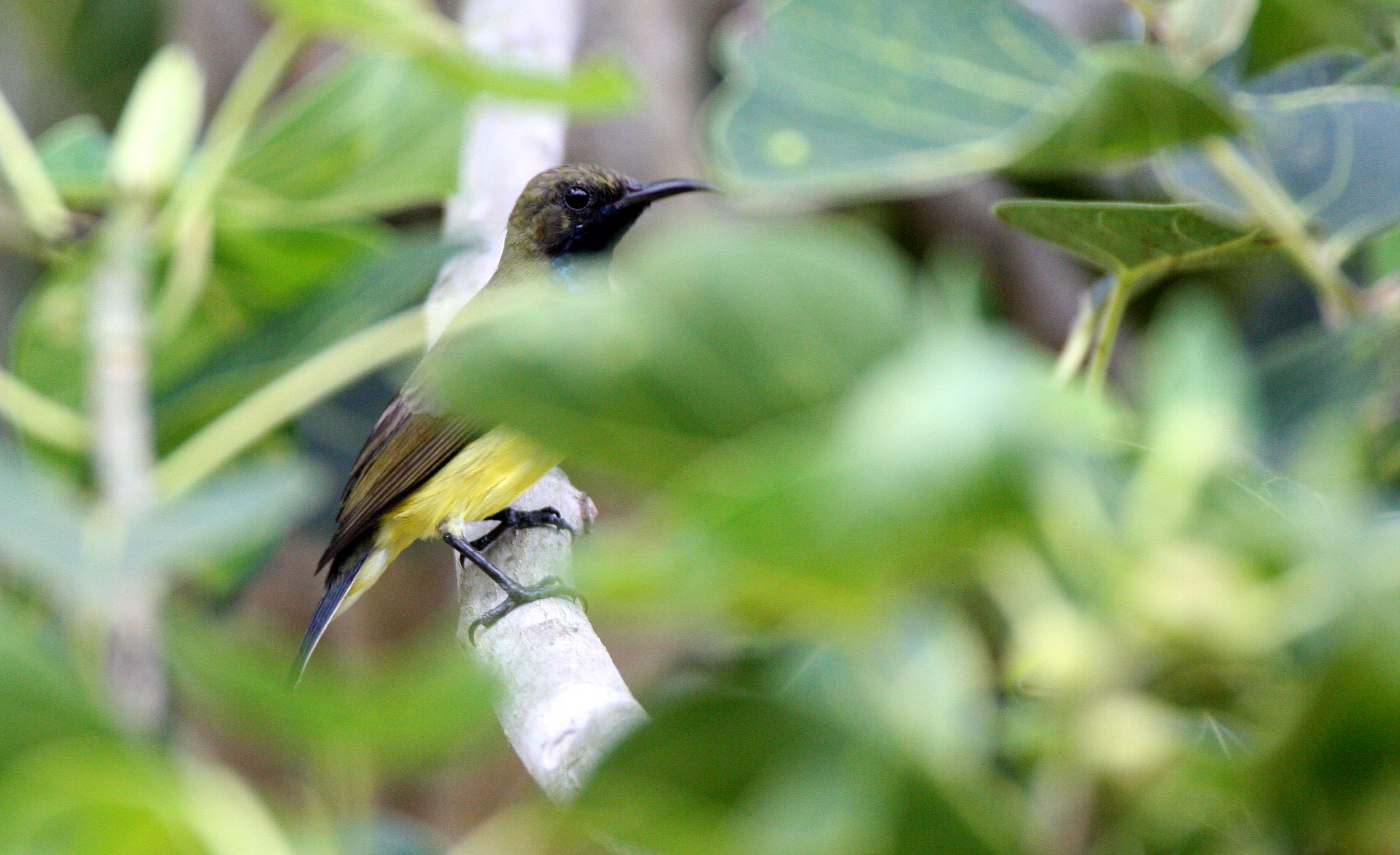 SUNBIRD - OLIVE-BACKED SUNBIRD - Nectarinia jugularis - KOH LANTA THAILAND (29).JPG