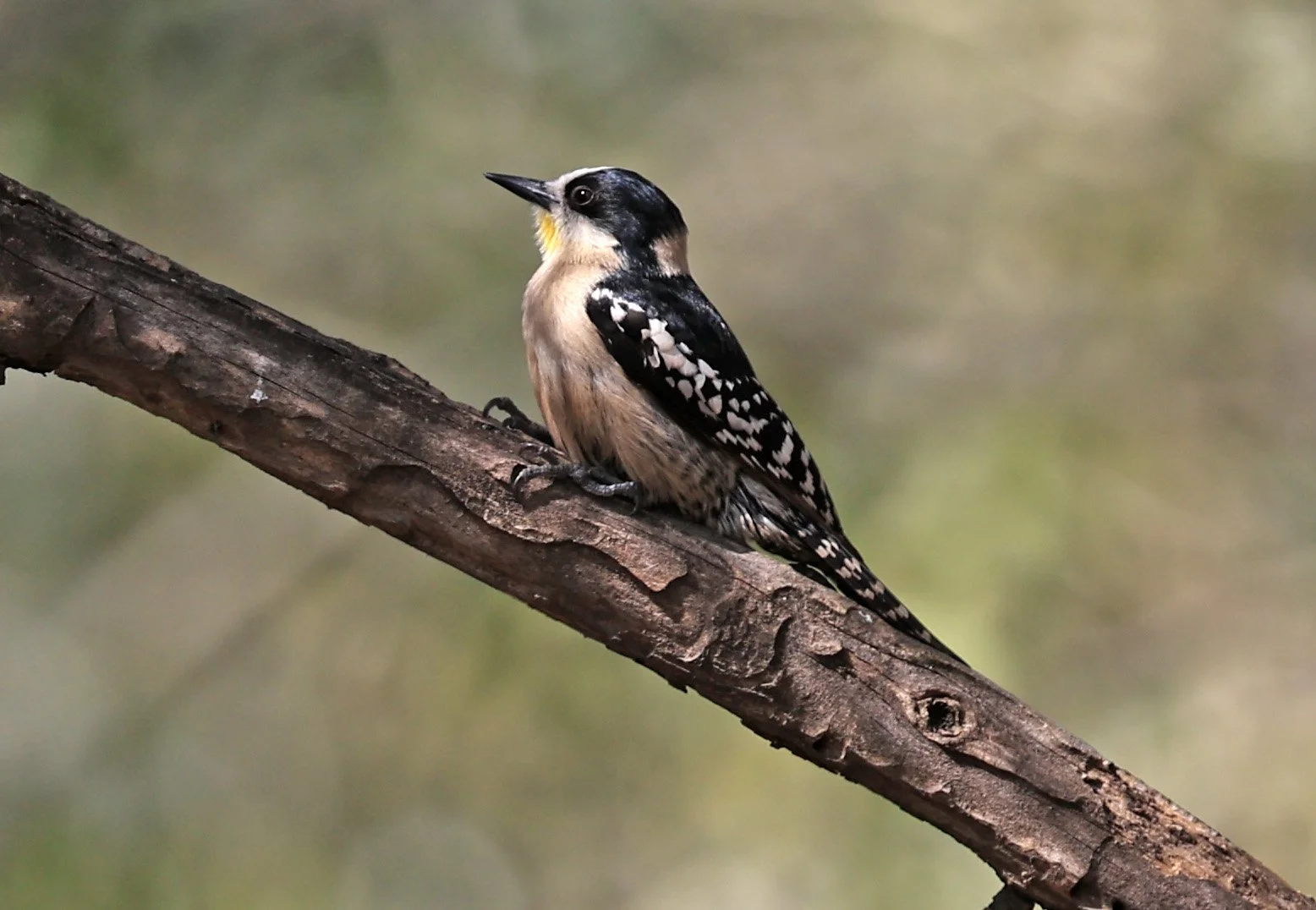 White-fronted Woodpecker (Melanerpes cactorum) Hotel Campestre Iparoma Paraguay (11).jpg