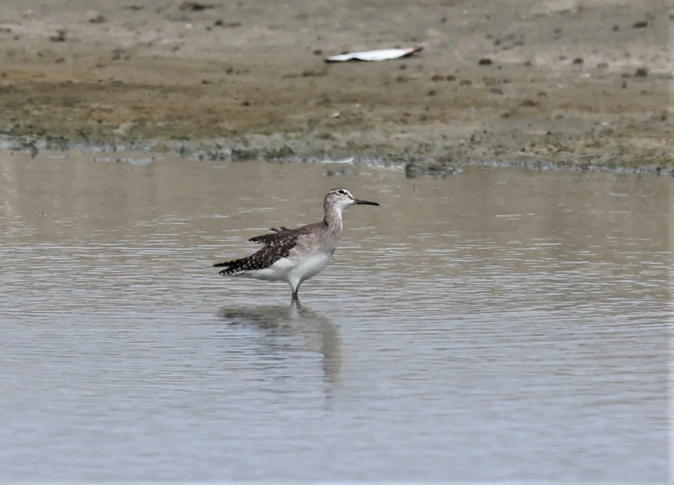 SANDPIPER - WOOD SANDPIPER - Tringa glareola - BANG KHAEM NAKHON PATHOM PROVINCE 22 OCT 2021 (1).jpg