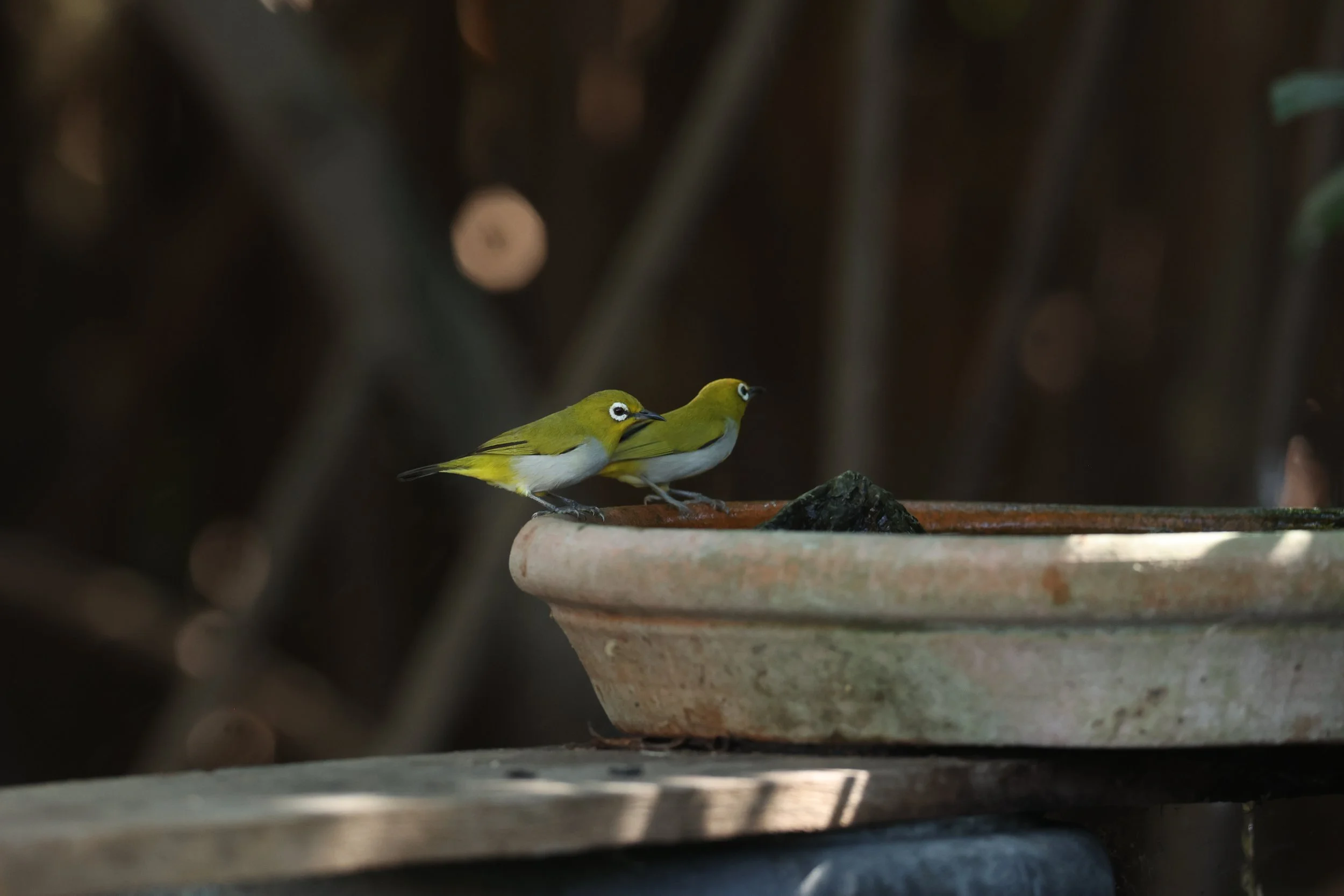 Swinhoe's White-eye (Zosterops simplex) Bang Pu Recreational Park & Mangrove Forest (50).JPG