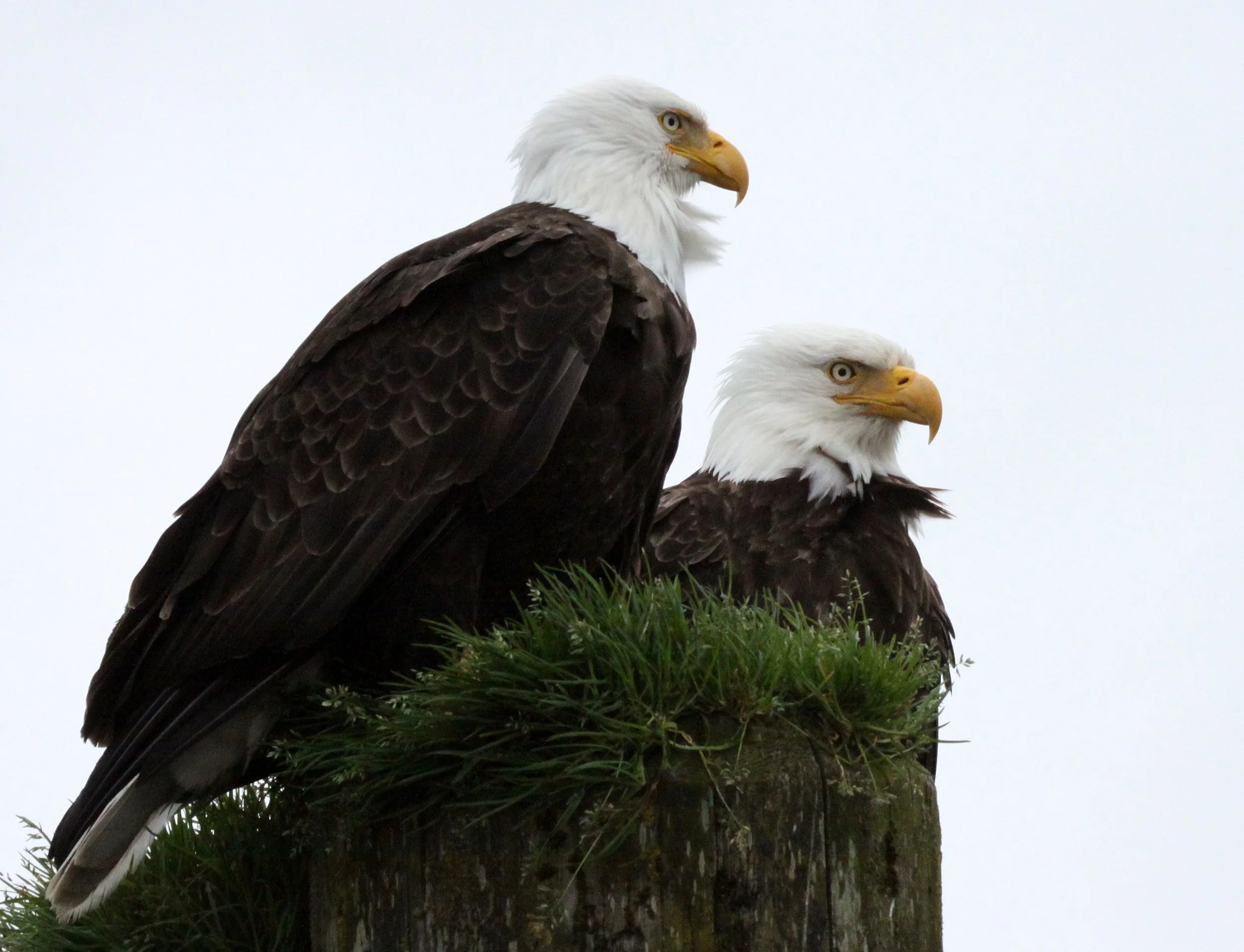 BIRD - EAGLE - BALD EAGLE - KNIGHT'S INLET BRITISH COLUMBIA - SOM'S (16).JPG