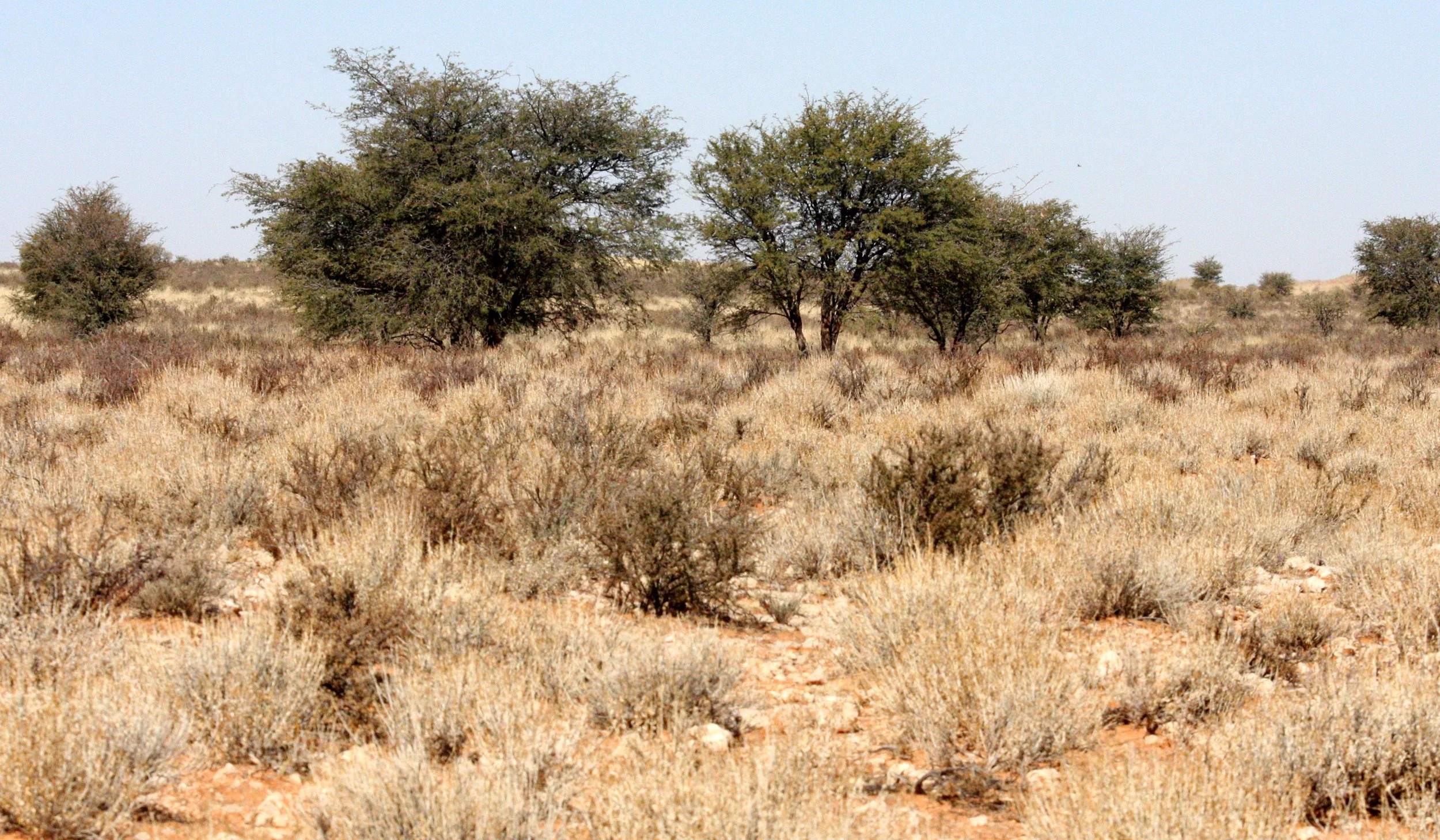 KALAHARI GEMSBOK NP - HOMESTEADS AND HUMAN HISTORY (3).JPG