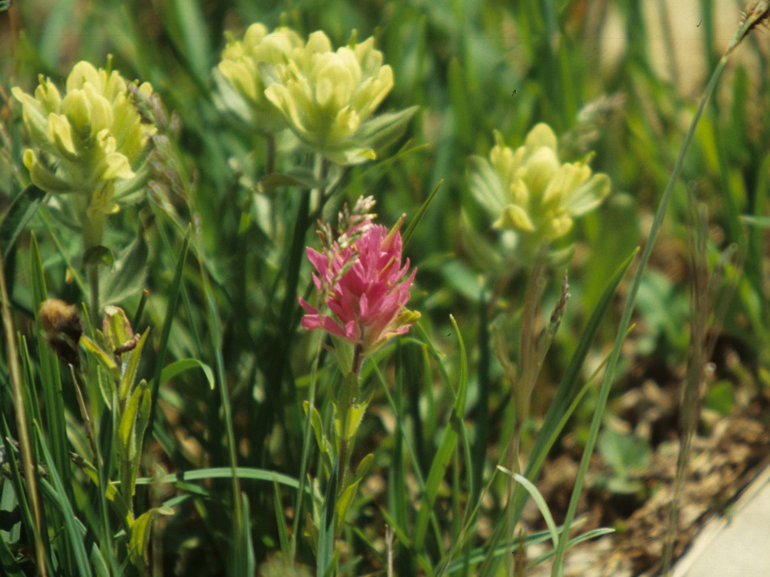 MONTANA - GLACIER - CASTELLEJA SPECIES (2).jpg