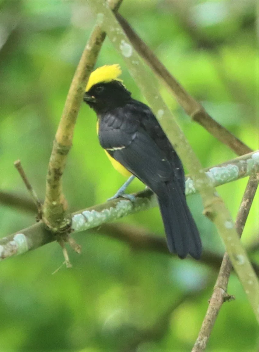 Sultan Tit (Melanochroa sultanea) Kaeng Krachan National Park, Thailand (25).jpg
