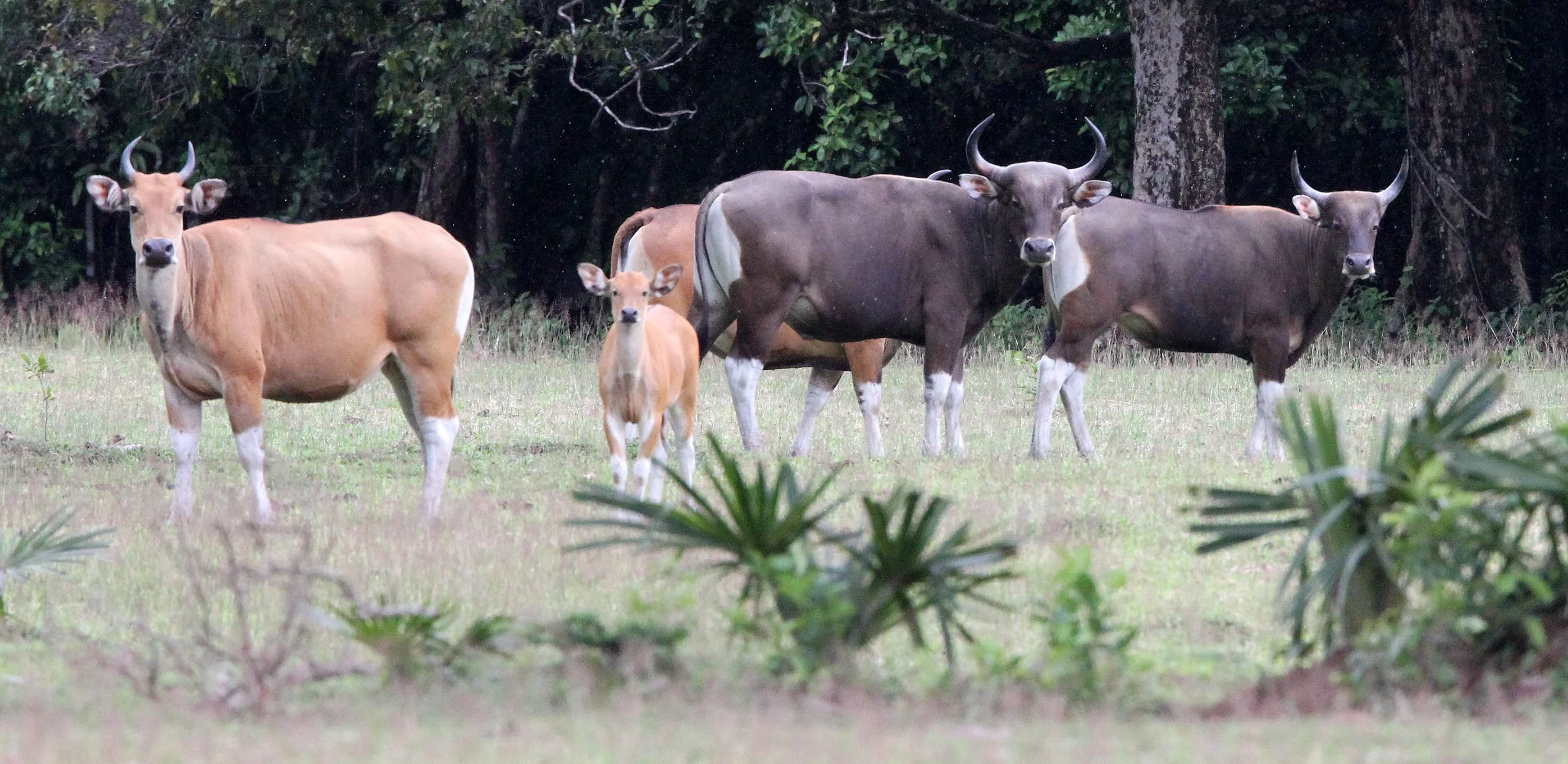 BANTENG - JAVA BANTENG - Bos javanicus javanicus - UJUNG KULON NATIONAL PARK JAVA BARAT INDONESIA (27).JPG