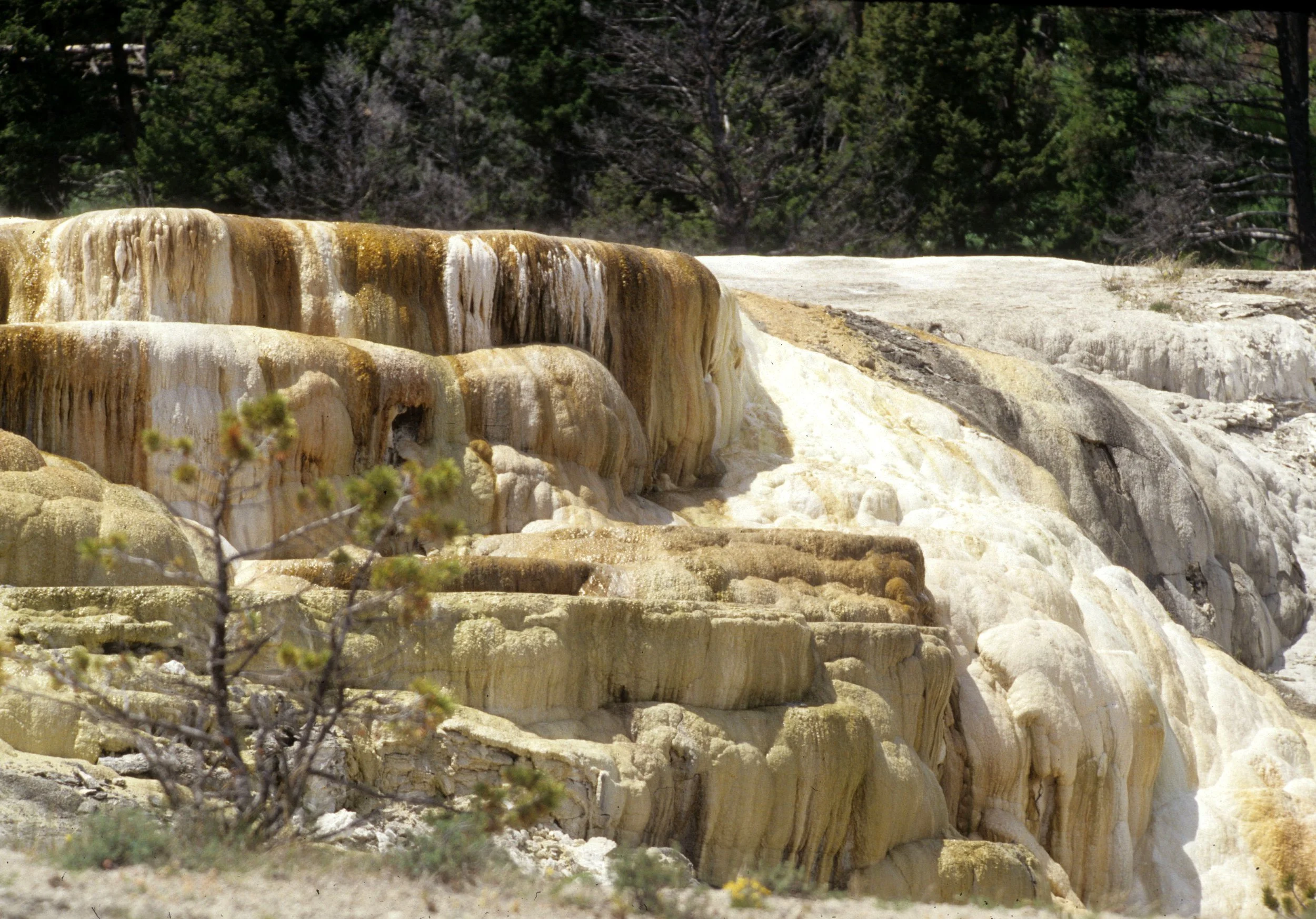 YELLOWSTONE - MAMMOTH HOTSPRINGS W.jpg