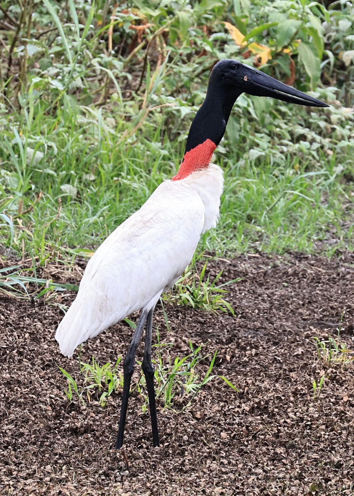 Jabiru (Jabiru mycteria) Agua Dulce Paraguay (31).jpg