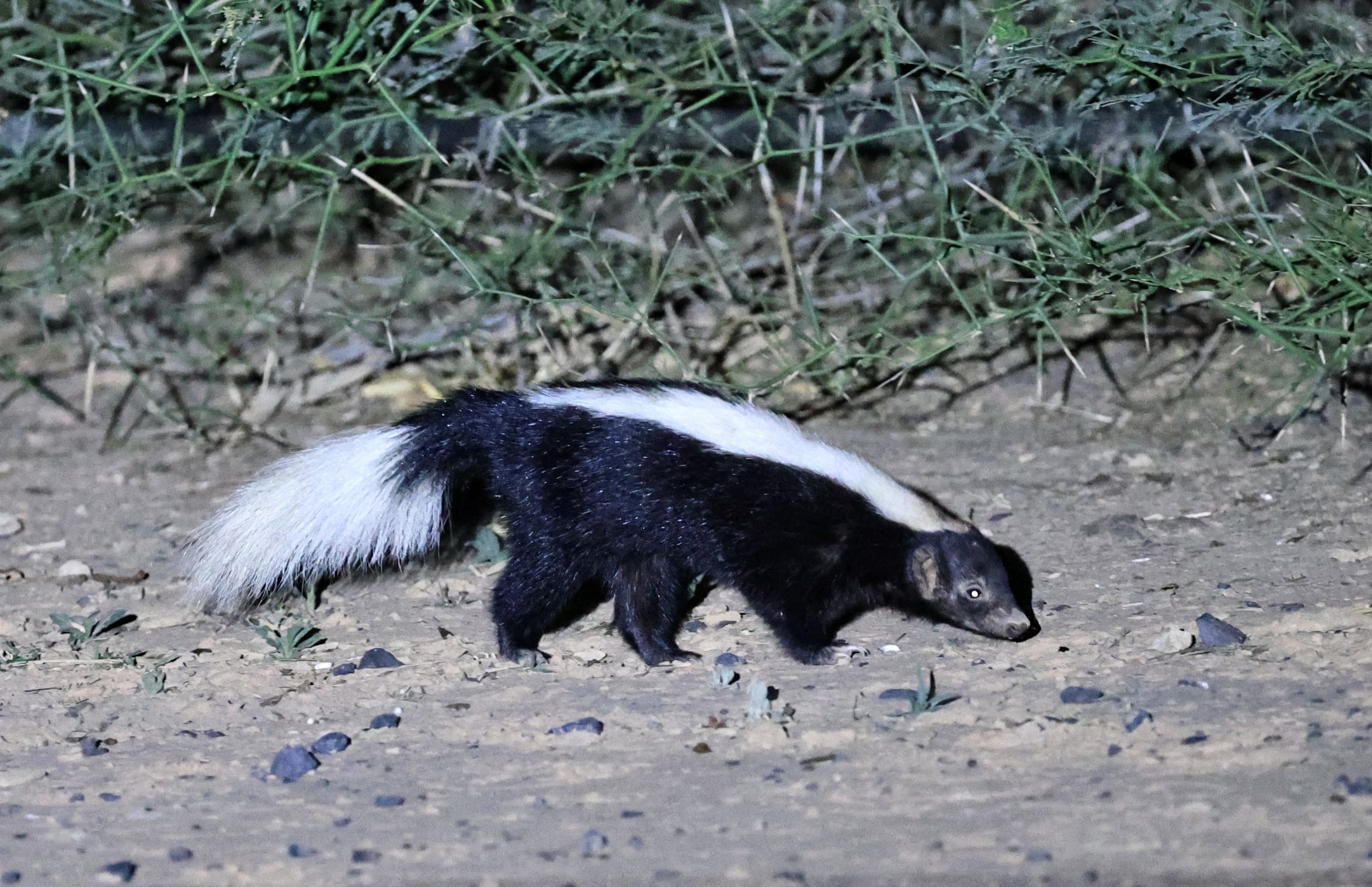 Molina's Hog-nosed Skunk (Conepatus chinga) Estancia Campo'í Paraguay (155).jpg