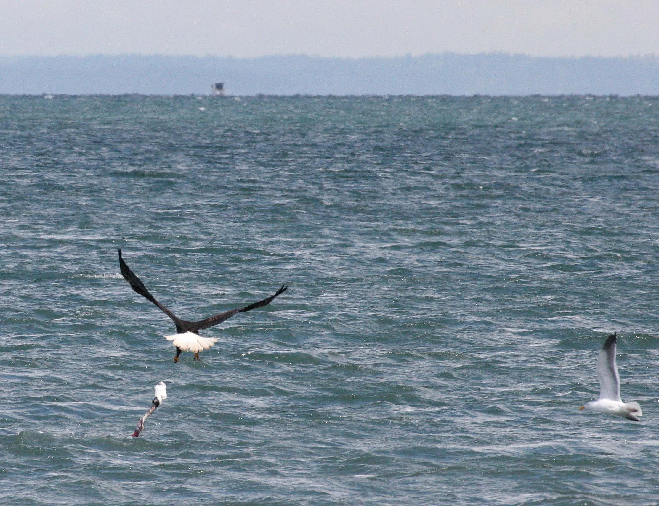 Haliaeetus leucocephalus - AMERICAN BALD EAGLE - FISHING HUMBOLT SQUID - SEQUIM BAY WA (32).JPG