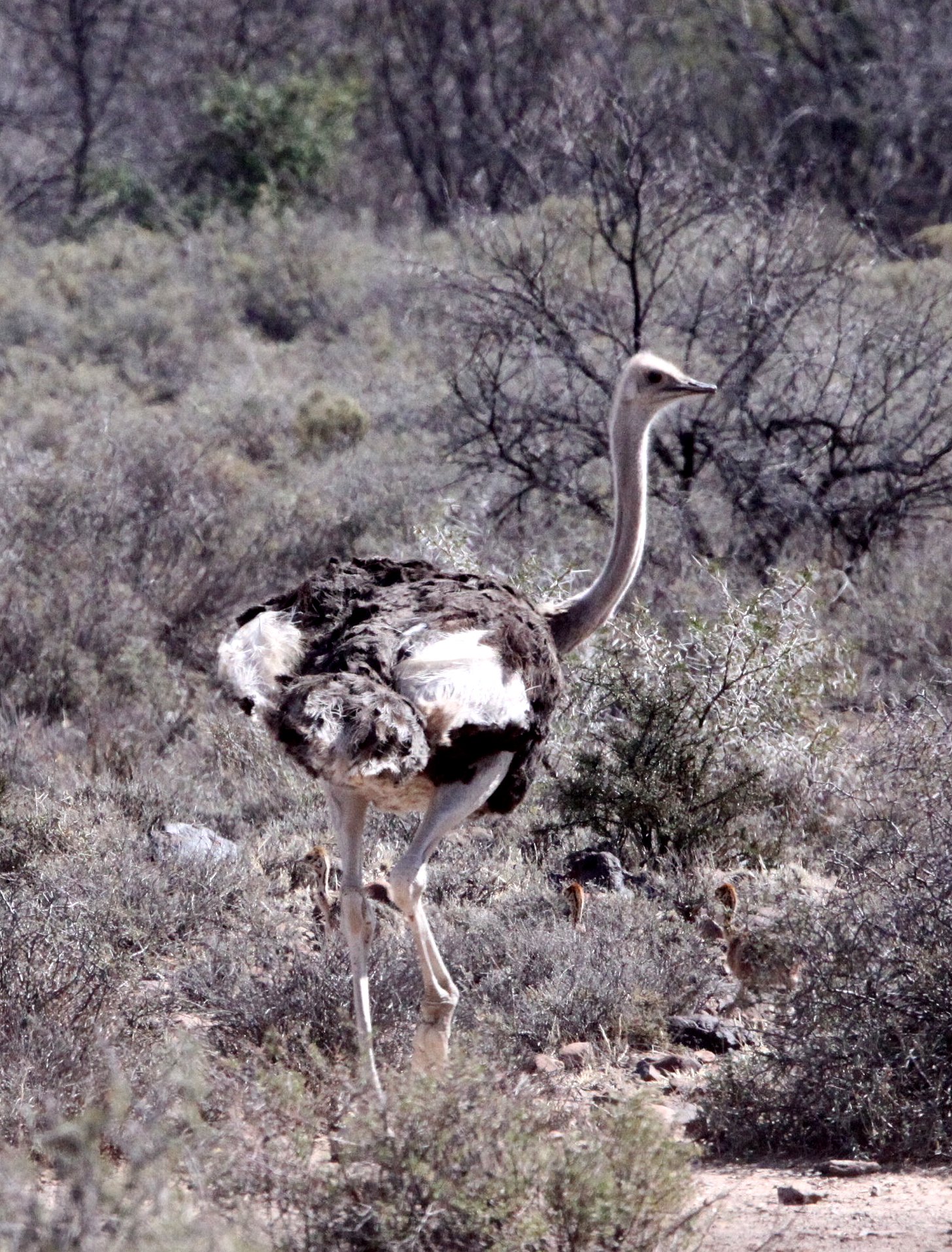 Struthio camelus australis - SOUTH AFRICAN OSTRICH - KAROO NATIONAL PARK SOUTH AFRICA (3).JPG
