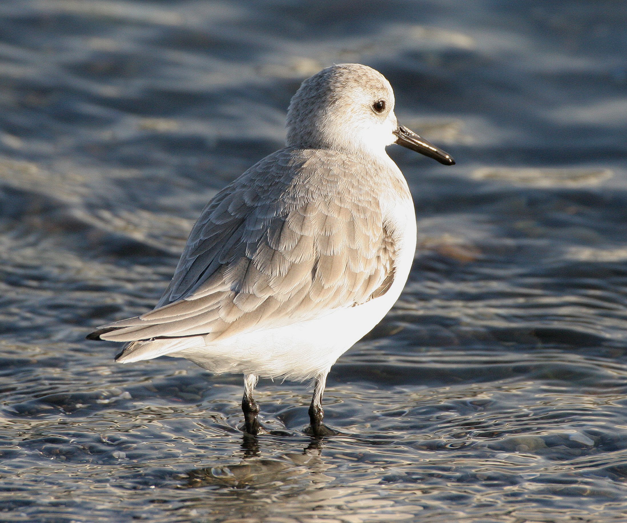 BIRD - SANDERLINGS - EDIZ HOOK PA HARBOR (21).jpg