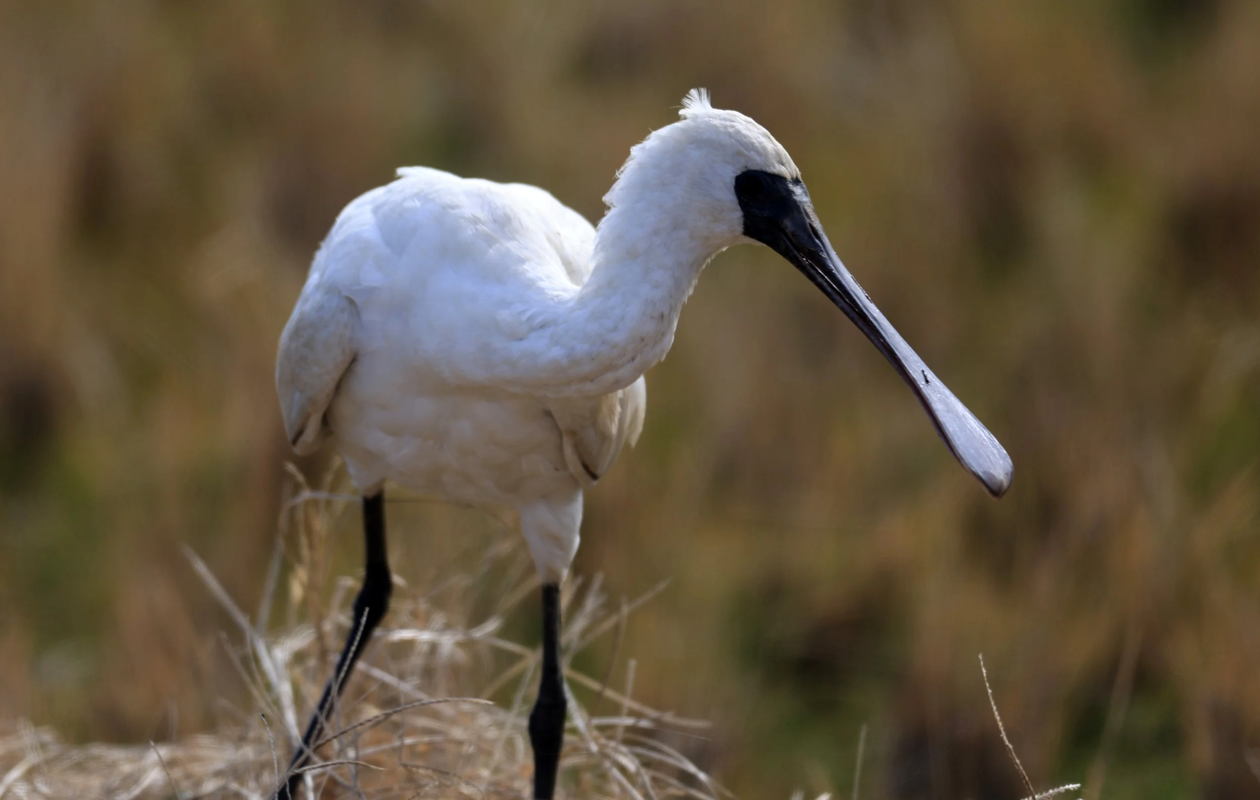 Black-faced Spoonbill (Platalea minor) Izumi Crane Center and Fields Izumi Kagoshima Japan (53).jpg
