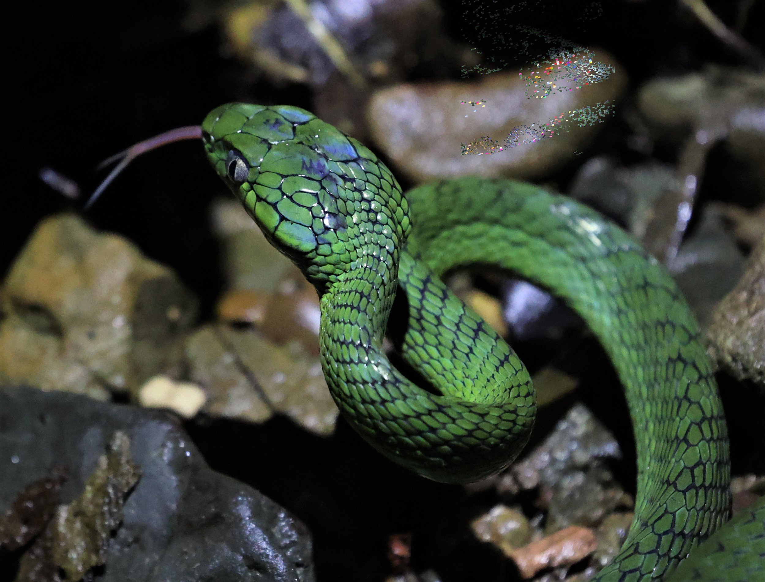 Boiga cyanea - GREEN CAT SNAKE - Pha Nam Yod Waterfall - KAENG KRACHAN  (24).jpg