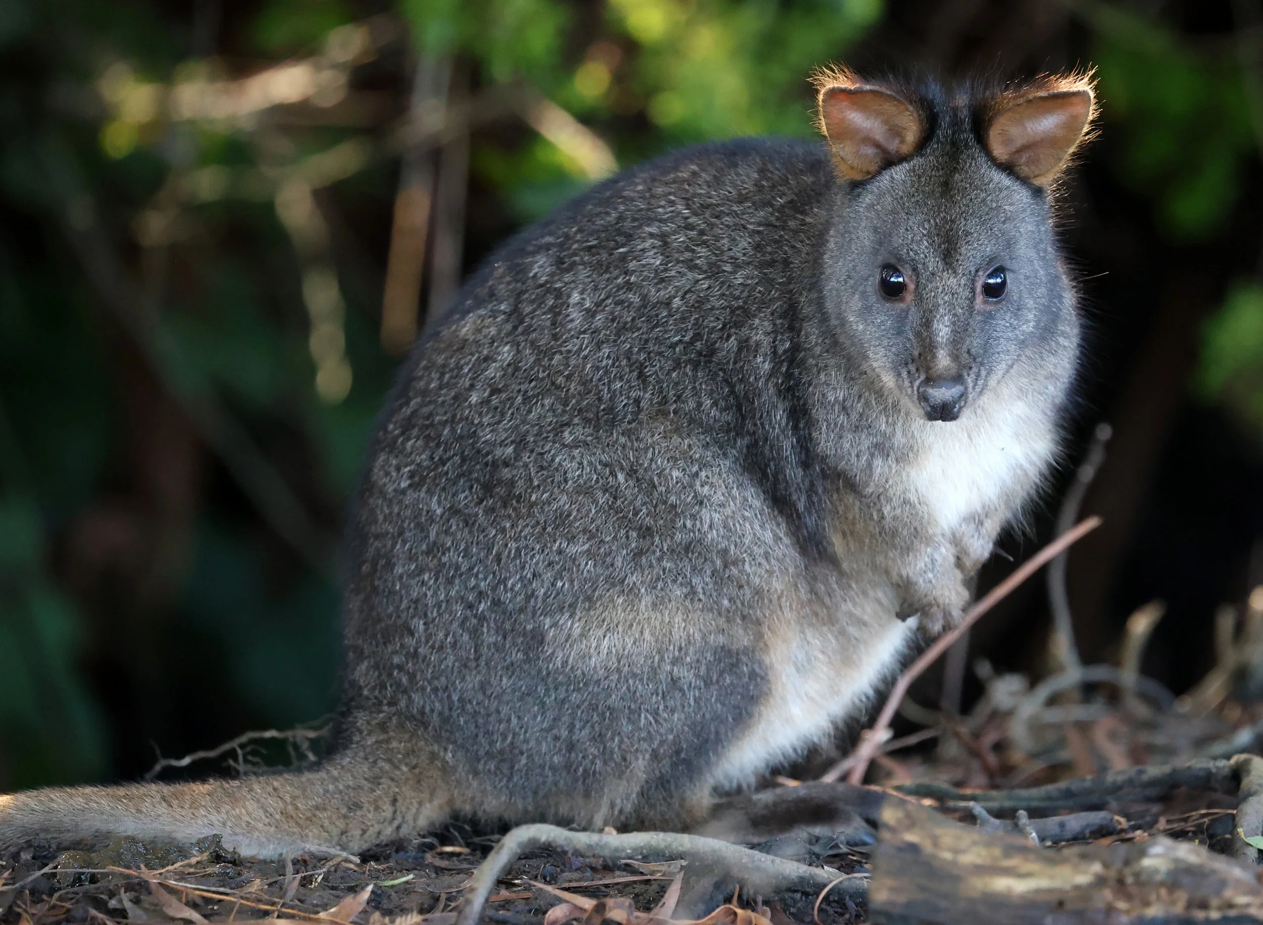 Tasmanian Pademelpon (Thylogale billardierii) Bruny Island - Tasmania