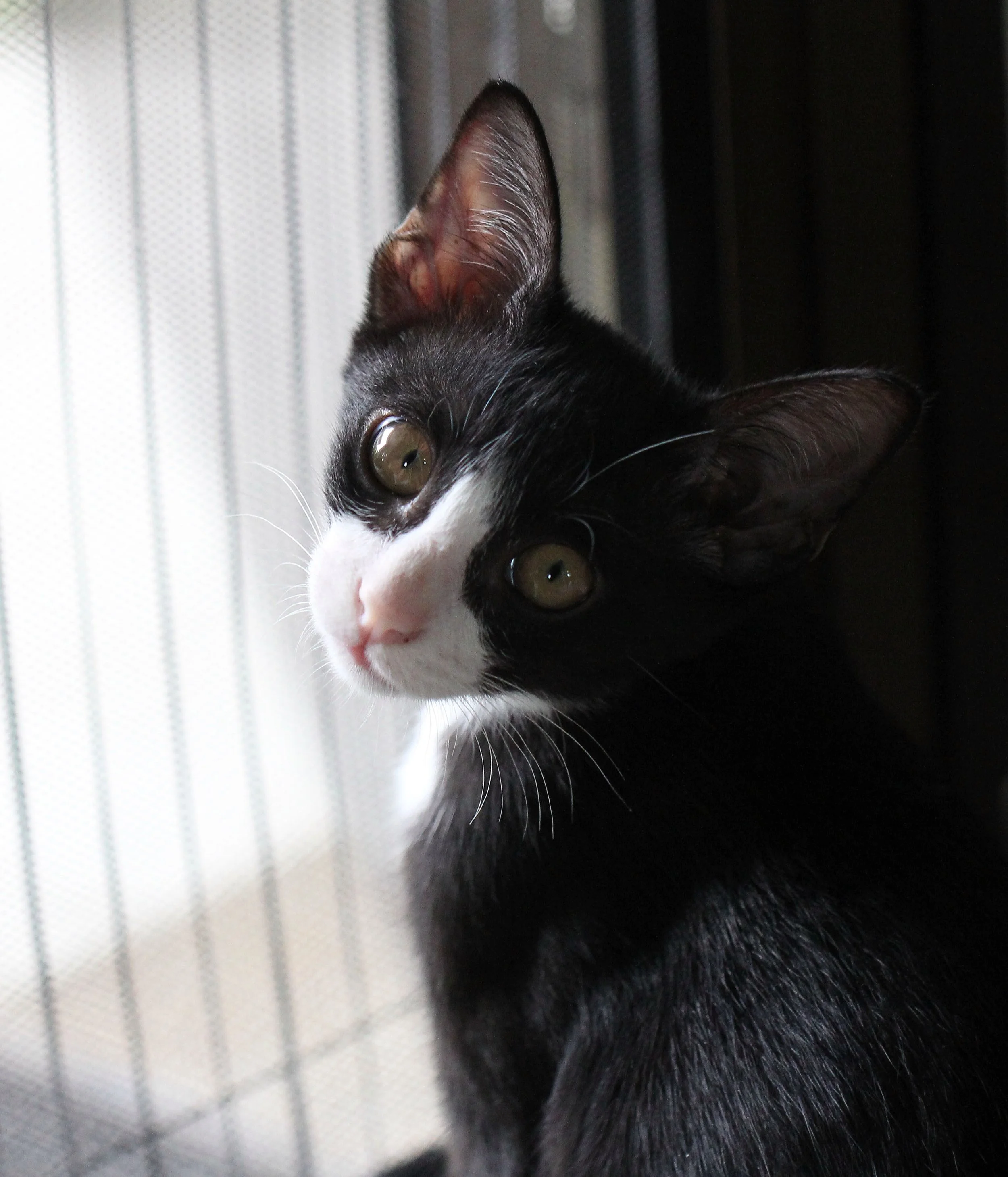 2015 Cats - Ukura & Jean Luc (8).JPG