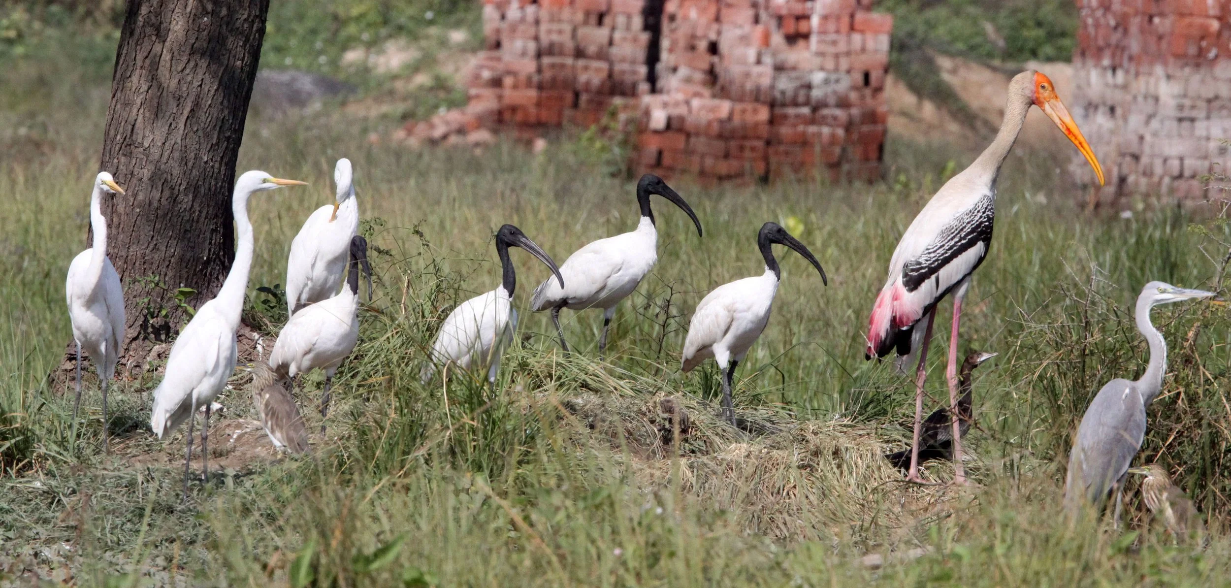 IBIS - BLACK-HEADED IBIS - Threskiornis melanocephalus - with EGRET GRAY HERON, PAINTED STORK - NEAR AHMEDABAD GUJARAT INDIA (2).JPG