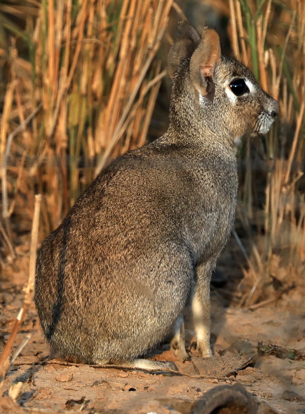 Chacoan Mara (Dolichotis salinicola) Aurora Chaquena Reserve, Neuland Mennonite Colony Paraguay (11).jpg