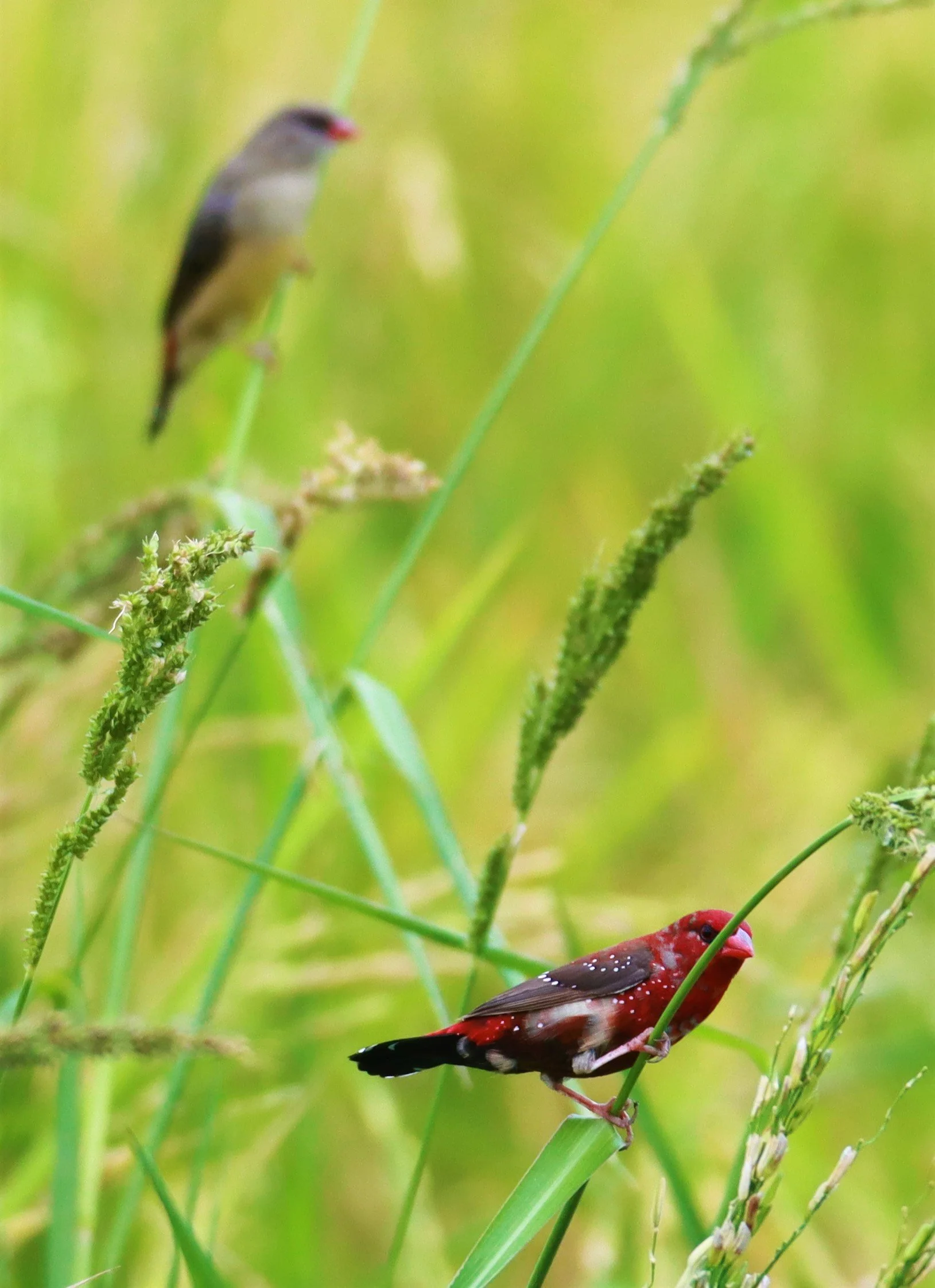 RED AVADAVAT - Amandava amandava - LAT KRABANG THAP YAO RICEFIELDS August 25, 2021 (133).jpg