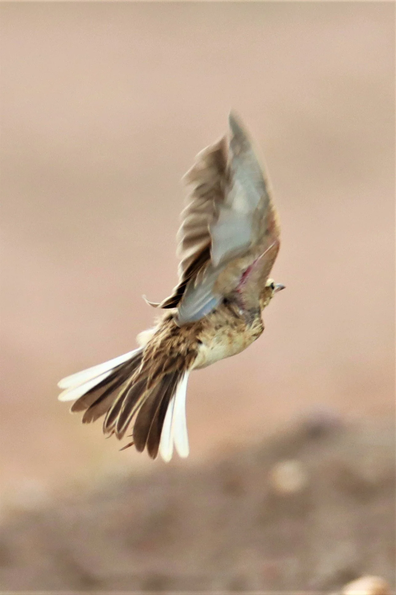 Paddyfield Pipit (Anthus rufulus) BANG KHAEM NAKHON PATHOM (7).jpg