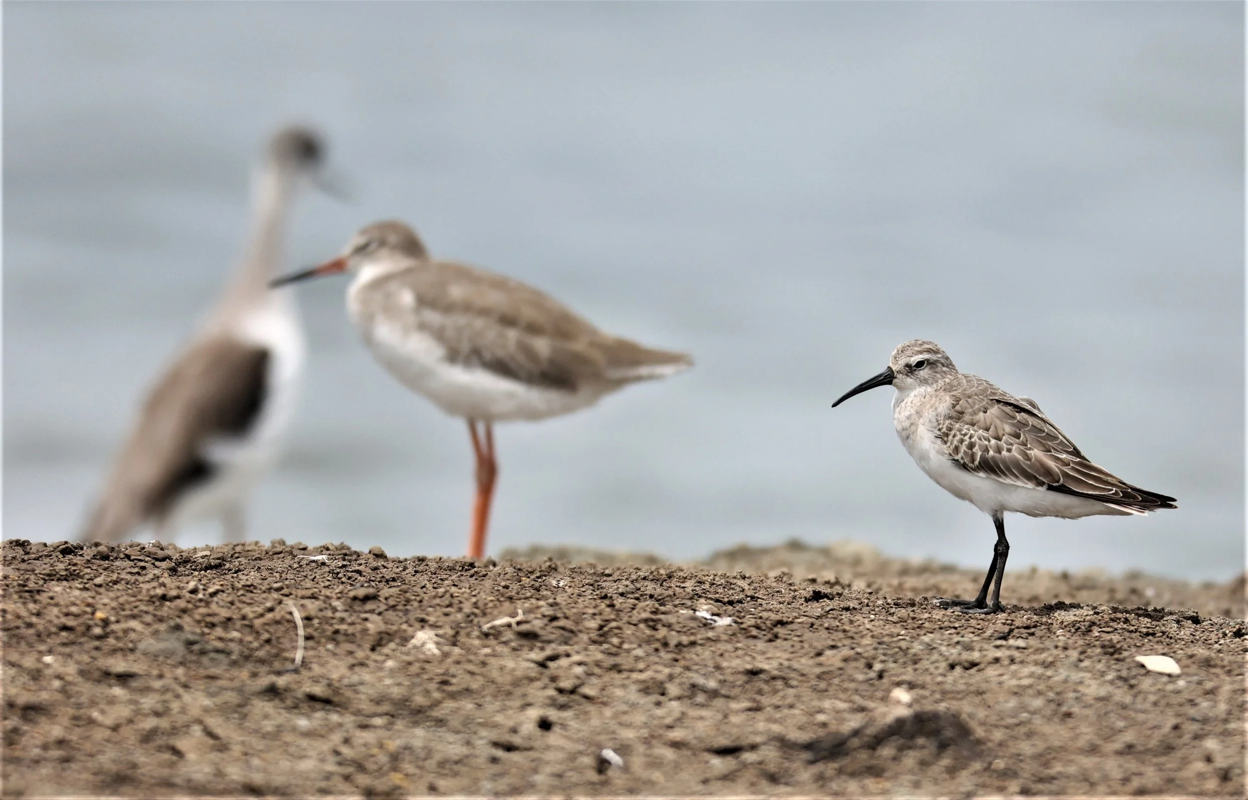 SANDPIPER - CURLEW SANDPIPER - Calidris ferruginea -WITH COMMON REDSHANK - CHACHOENGSAO  SALT PANS  (27).jpg