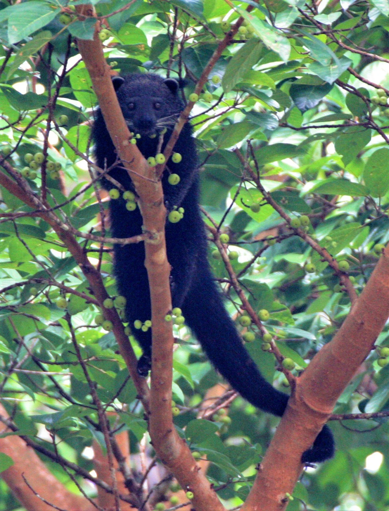 Arctictis binturong pageli -  BORNEAN BINTURONG (BEARCAT) - FEEDING ON FICUS - TABIN WILDLIFE RESERVE BORNEO a.jpg