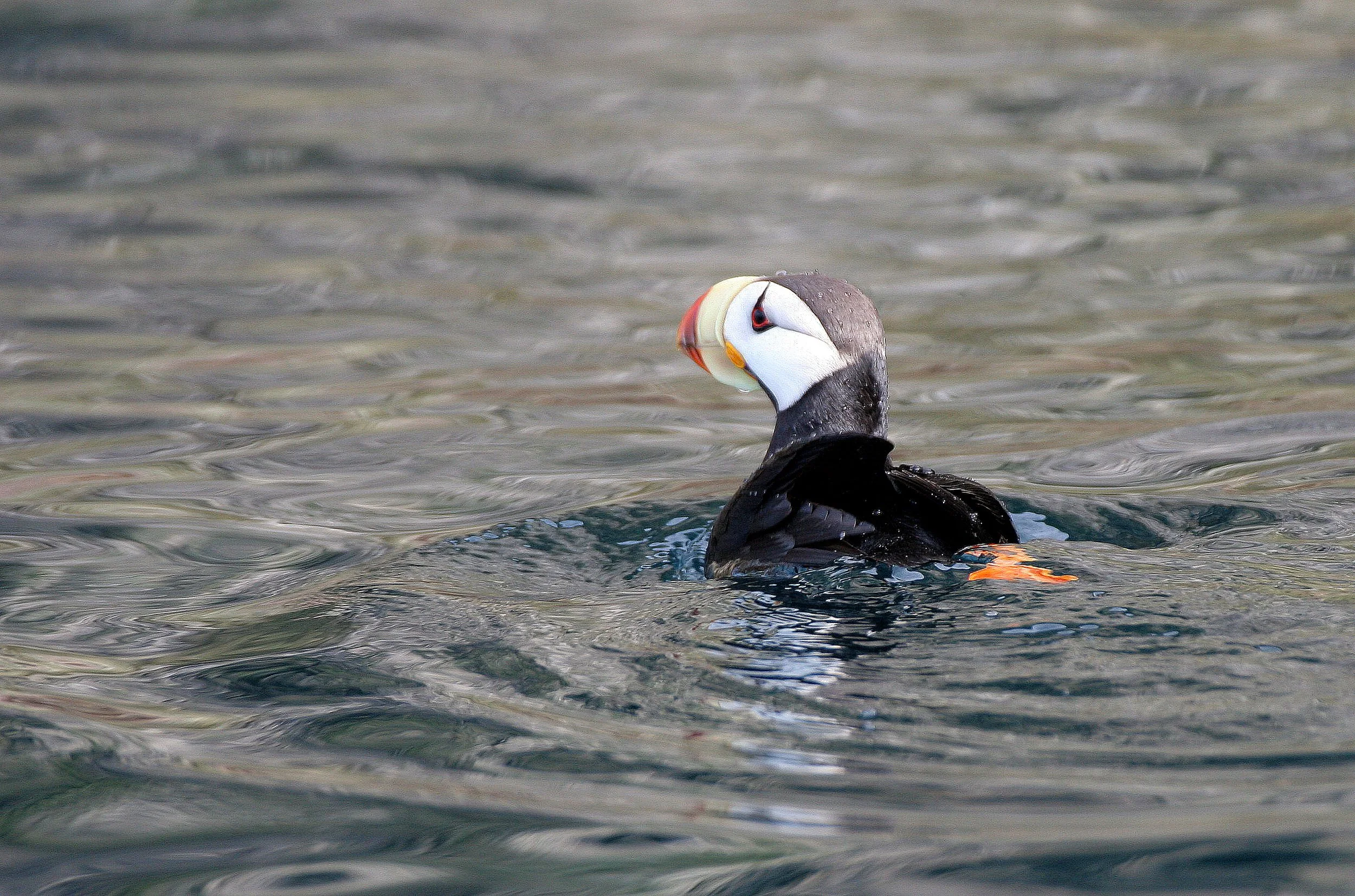 Fratercula corniculata - HORNED PUFFIN - OFF OF COMMANDORSKY (3).jpg
