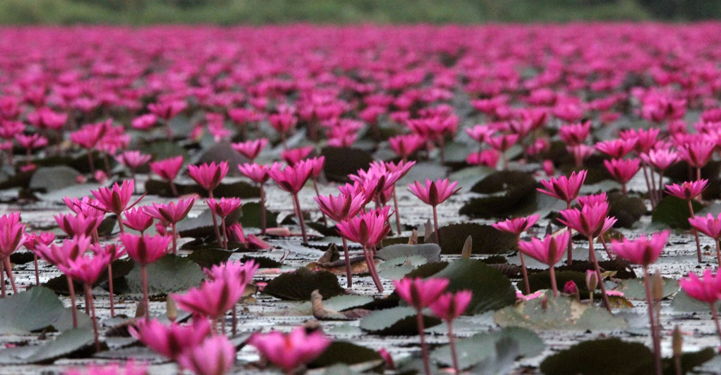 2018 Red Lotus Sea Wetlands Udon Thani Road Trip (80).JPG