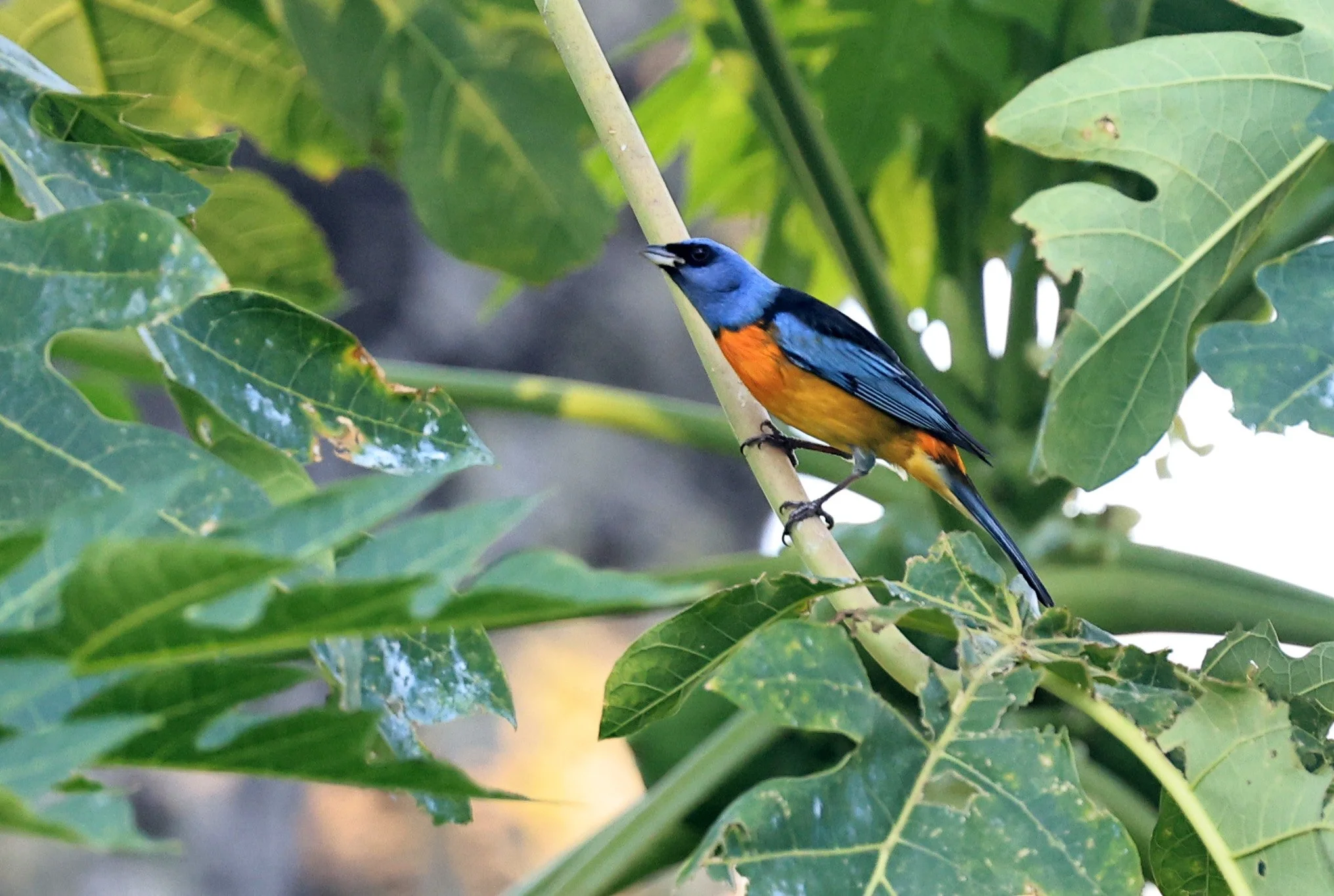 Blue-and-yellow Tanager (Thraupis bonariensis) Estancia Campo'i Paraguay (11).jpg