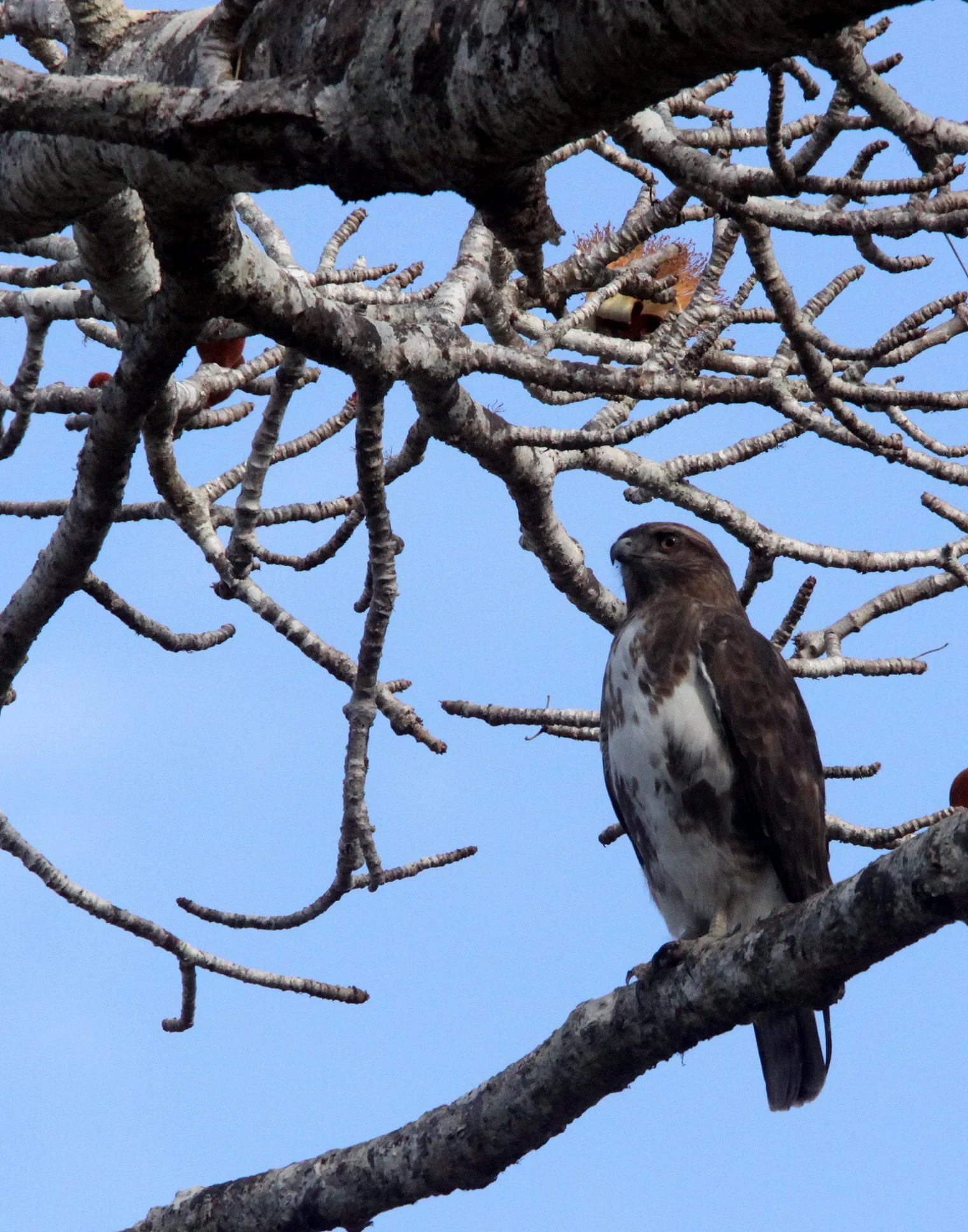 Buteo brachypterus - MADAGASCAR BUZZARD - KIRINDY NATIONAL PARK - MADAGASCAR (11).JPG