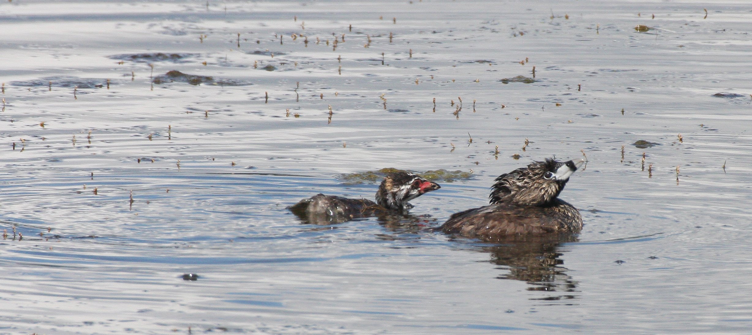 Pied-billed Grebe (Podilymbus podiceps) Ridgefield NWR Washington (28).JPG