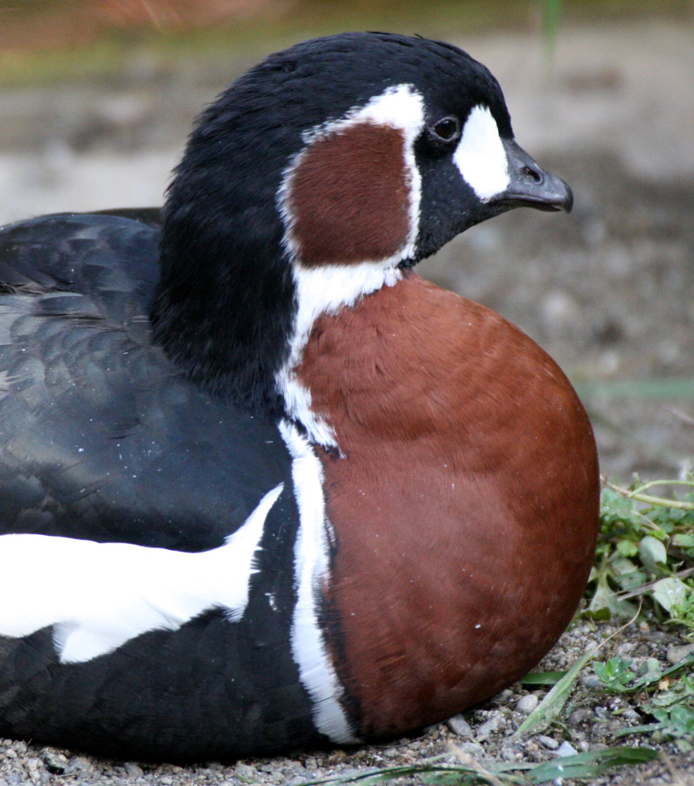 BIRD - GOOSE - RED-BREASTED GOOSE - WOODLAND.JPG