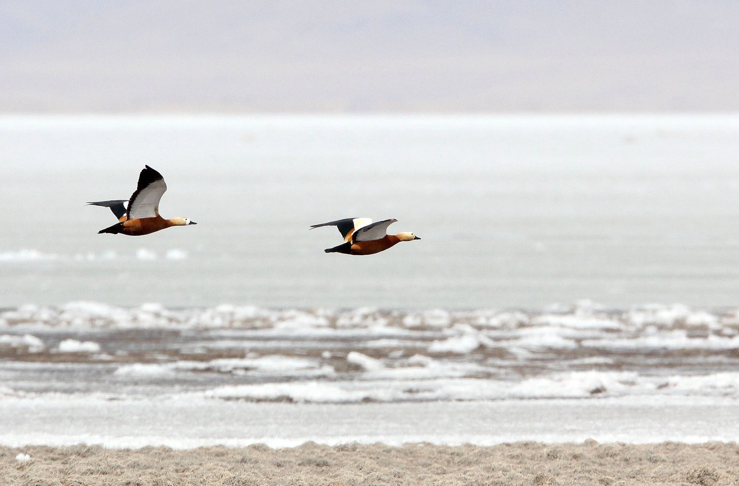 SHELDUCK - RUDDY SHELDUCK  - Tadorna ferruginea - QINGHAI LAKE CHINA (6).JPG