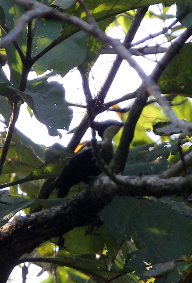 BIRD - WOODPECKER - COMMON FLAMEBACK - THATTEKAD NATURE RESERVE KERALA INDIA (5).JPG