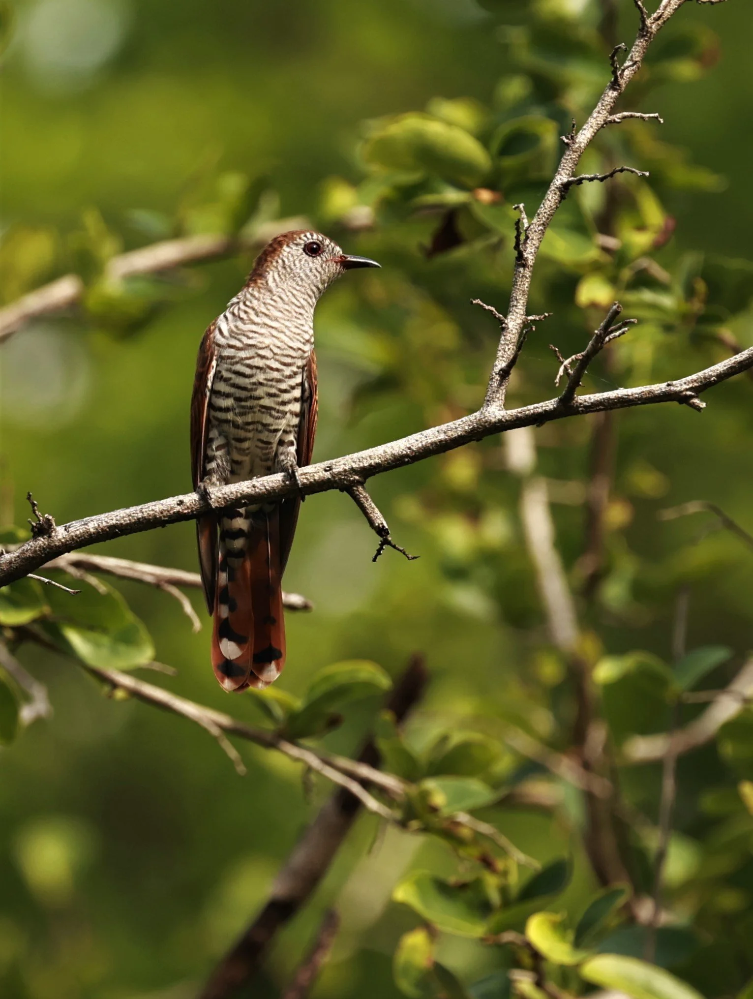 Violet Cuckoo (Chrysococcyx xanthorhynchus) Rama IX Park Bangkok (61).jpg
