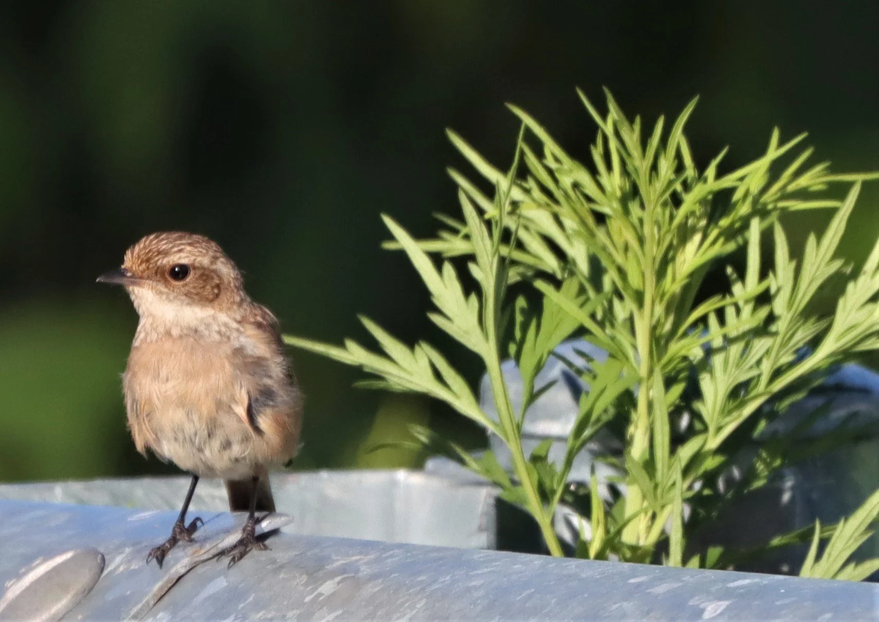 BUSH CHAT - GREY BUSH CHAT - Saxicola ferreus - DOI ANG KANG CHIANG MAI (12).jpg