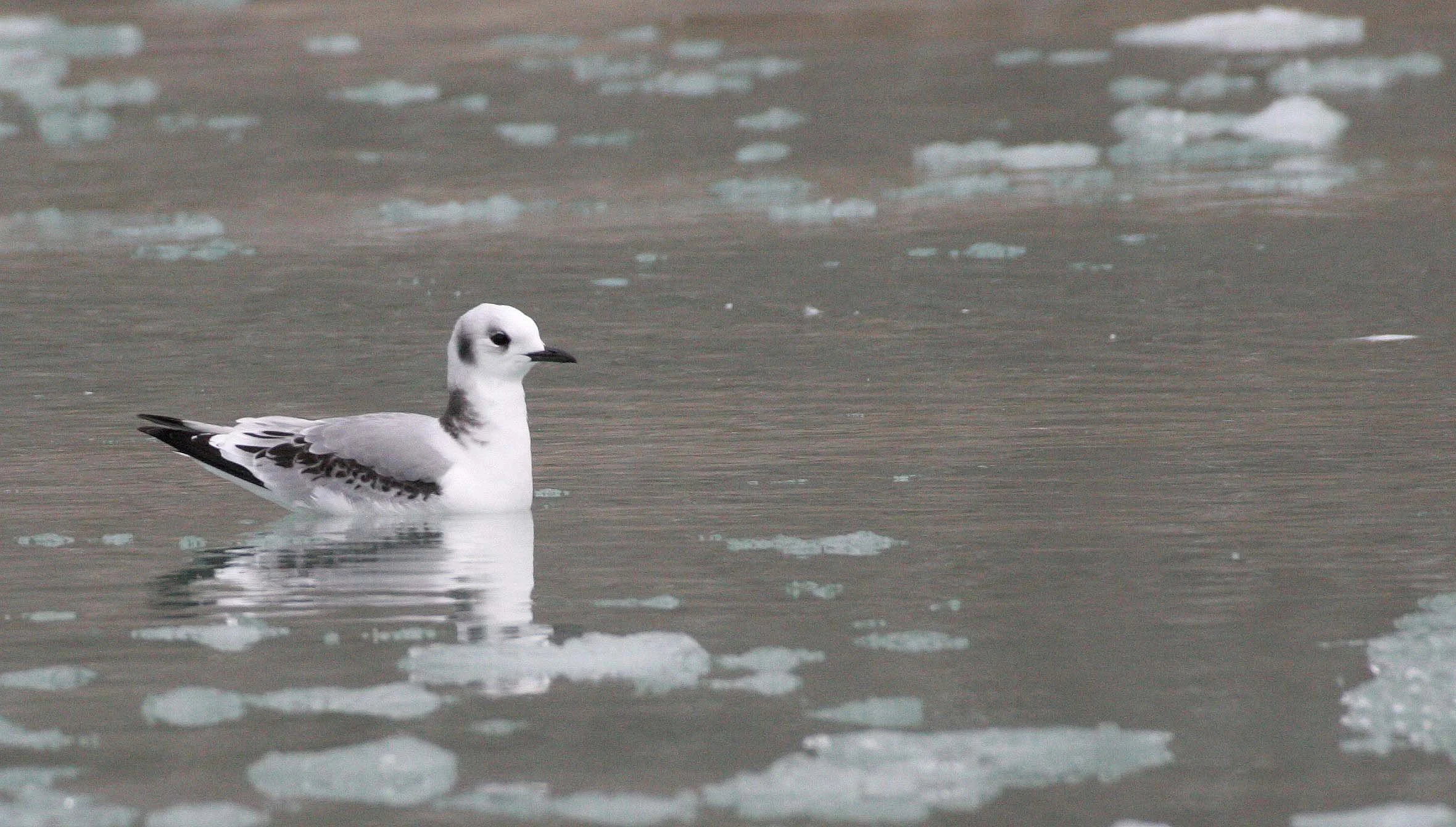 BIRD - KITTIWAKE - BLACK-LEGGED - SVALBARD (30).jpg