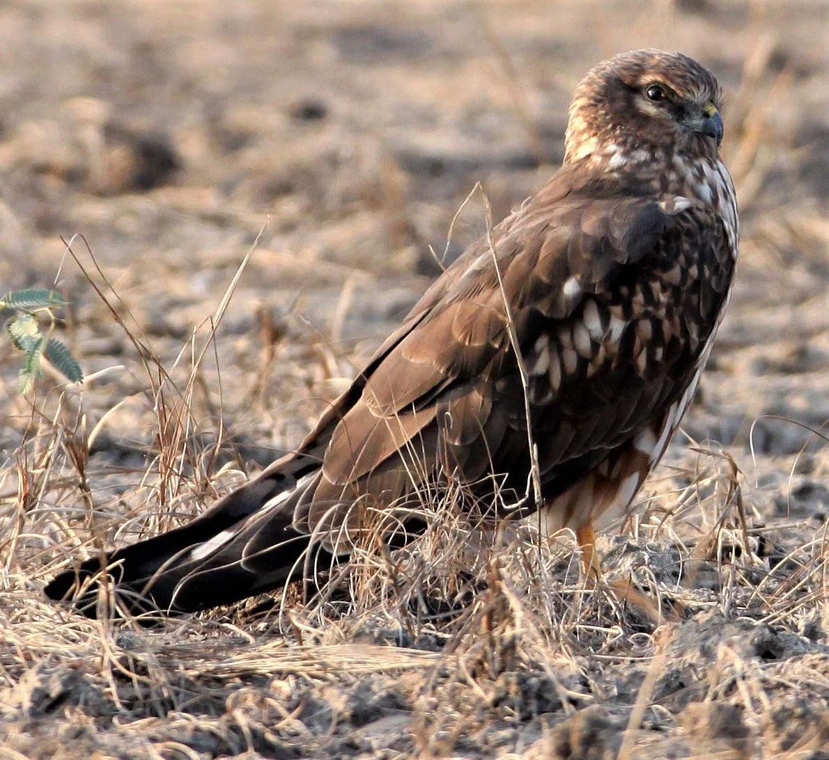 Circus macrourus - PALLID HARRIER - BLACKBUCK NATIONAL PARK INDIA aa1.jpg