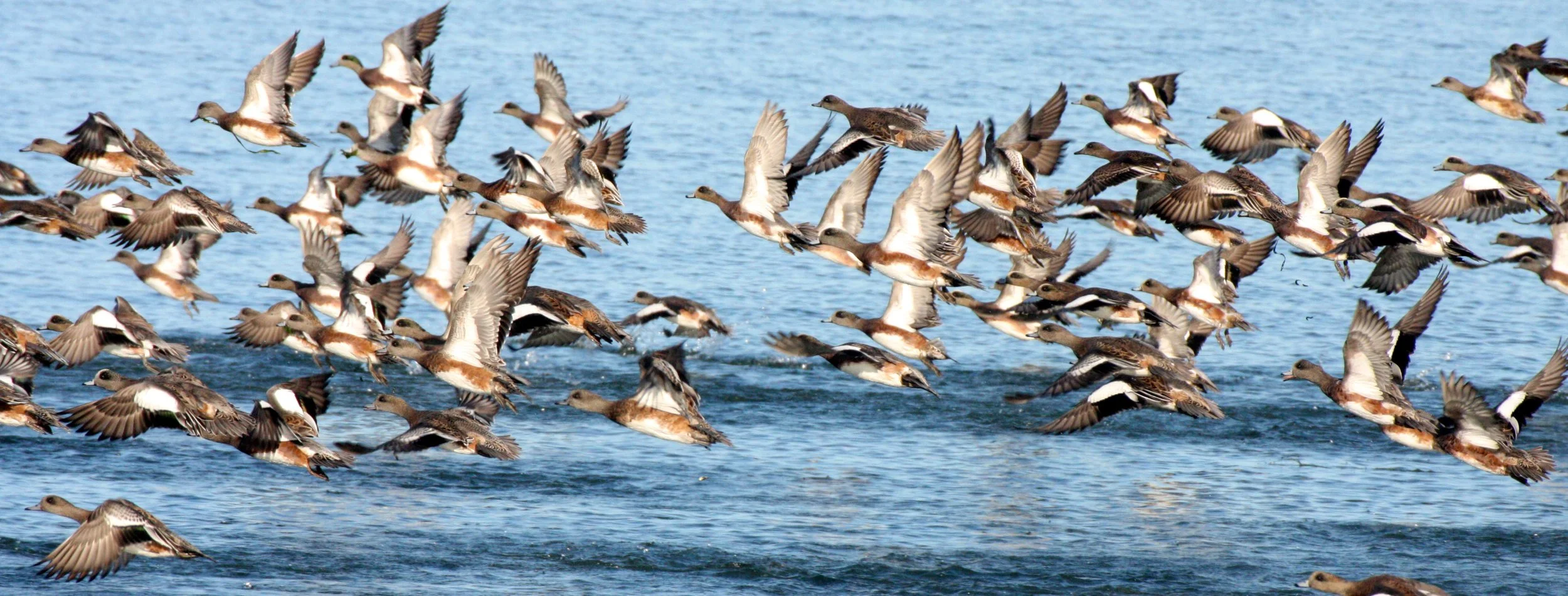 WIGEON - AMERICAN WIGEON - Mareca americana - THREE CRABS DUNGENESS RIVER MOUTH WETLAND SEQUIM WASHINGTON (7).JPG