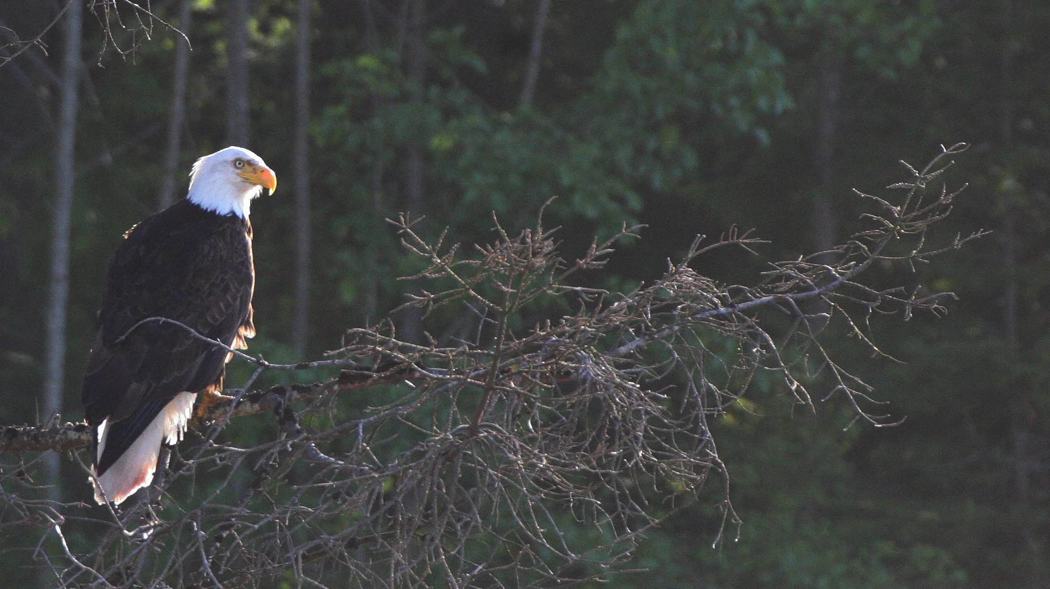Haliaeetus leucocephalus - AMERICAN BALD EAGLE - LAKE FARM BLUFFS WASHINGTON (142).JPG