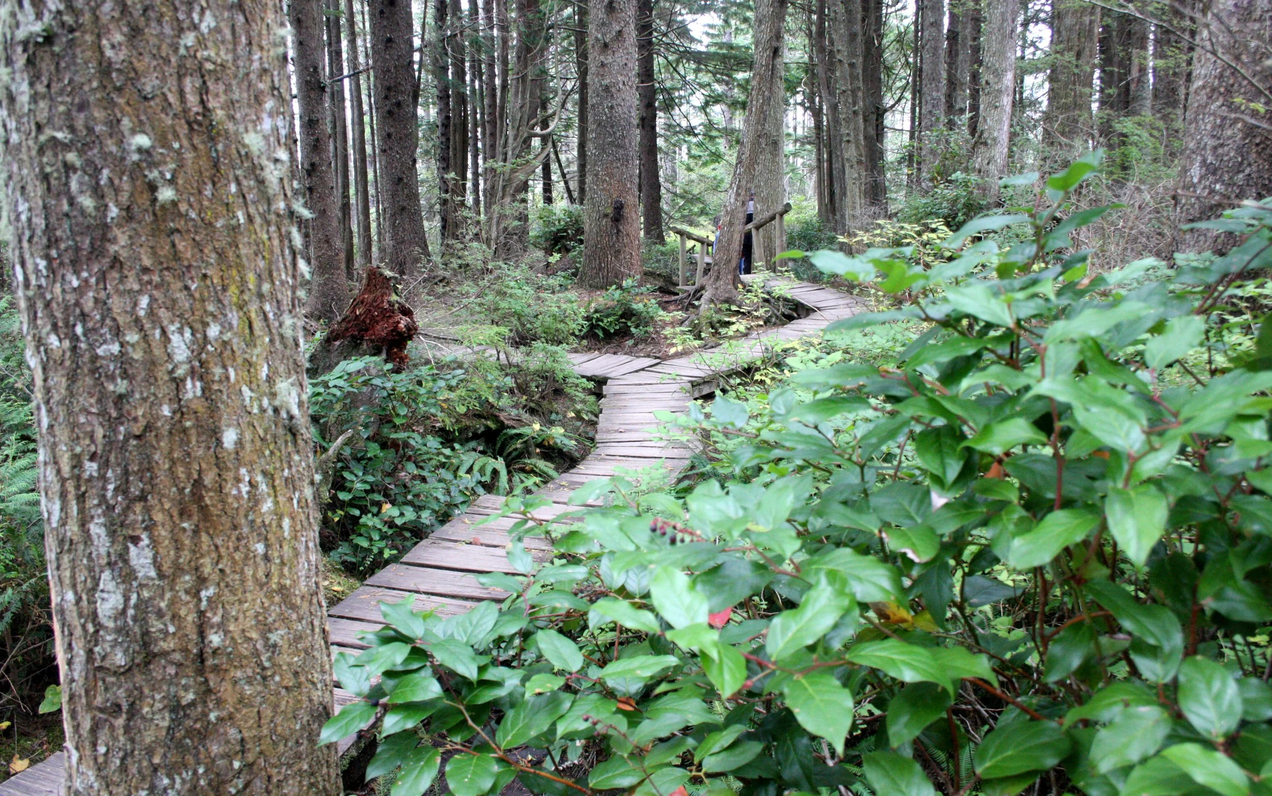 CAPE FLATTERY - TRAIL TO CAPE.JPG