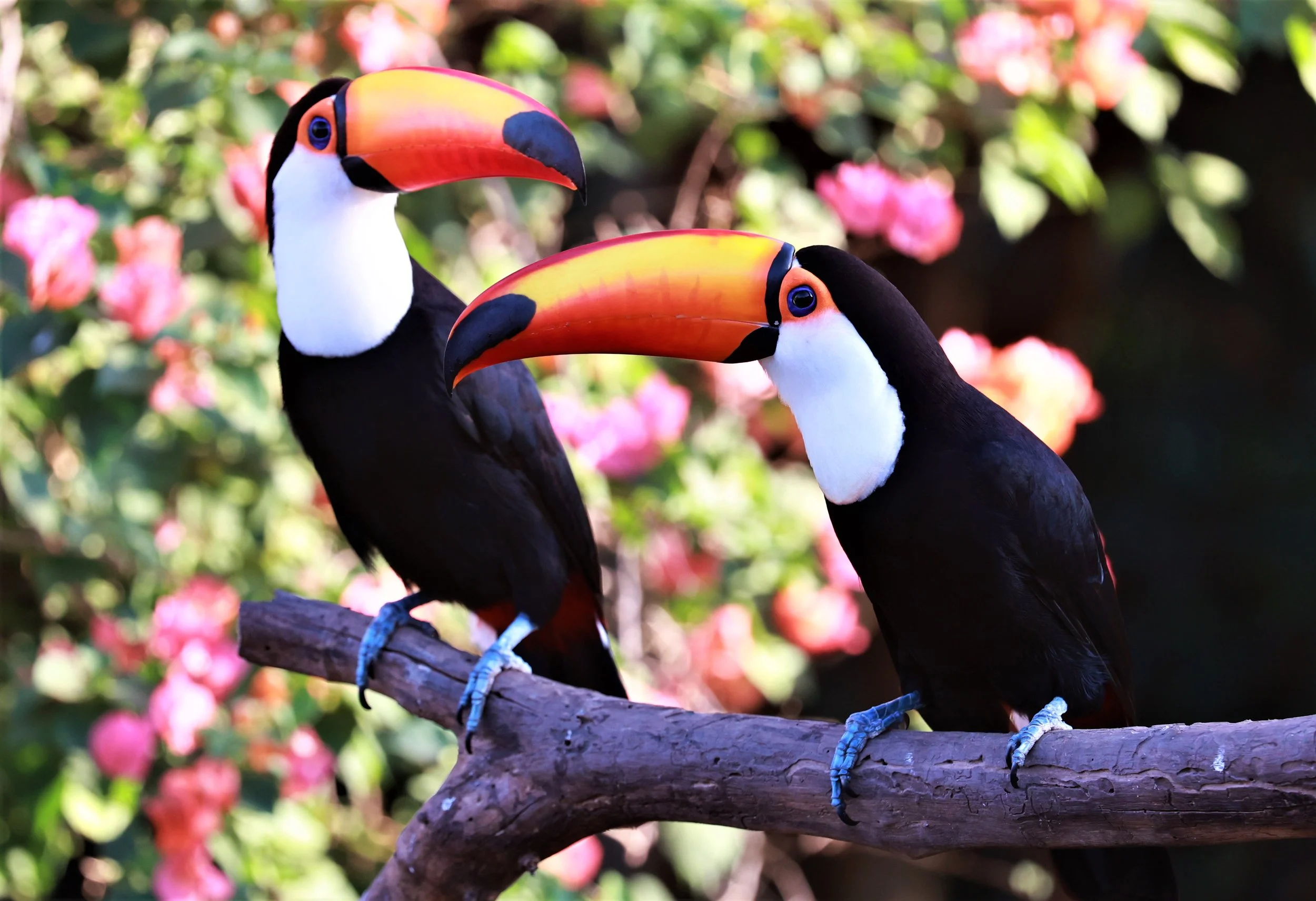 Toucan - Toco Toucan - Ramphastos toco - Pousada Aguape - Fazenda São José Zona Rural, Aquidauana, Mato Grosso do Sul, Brazil (77).JPG