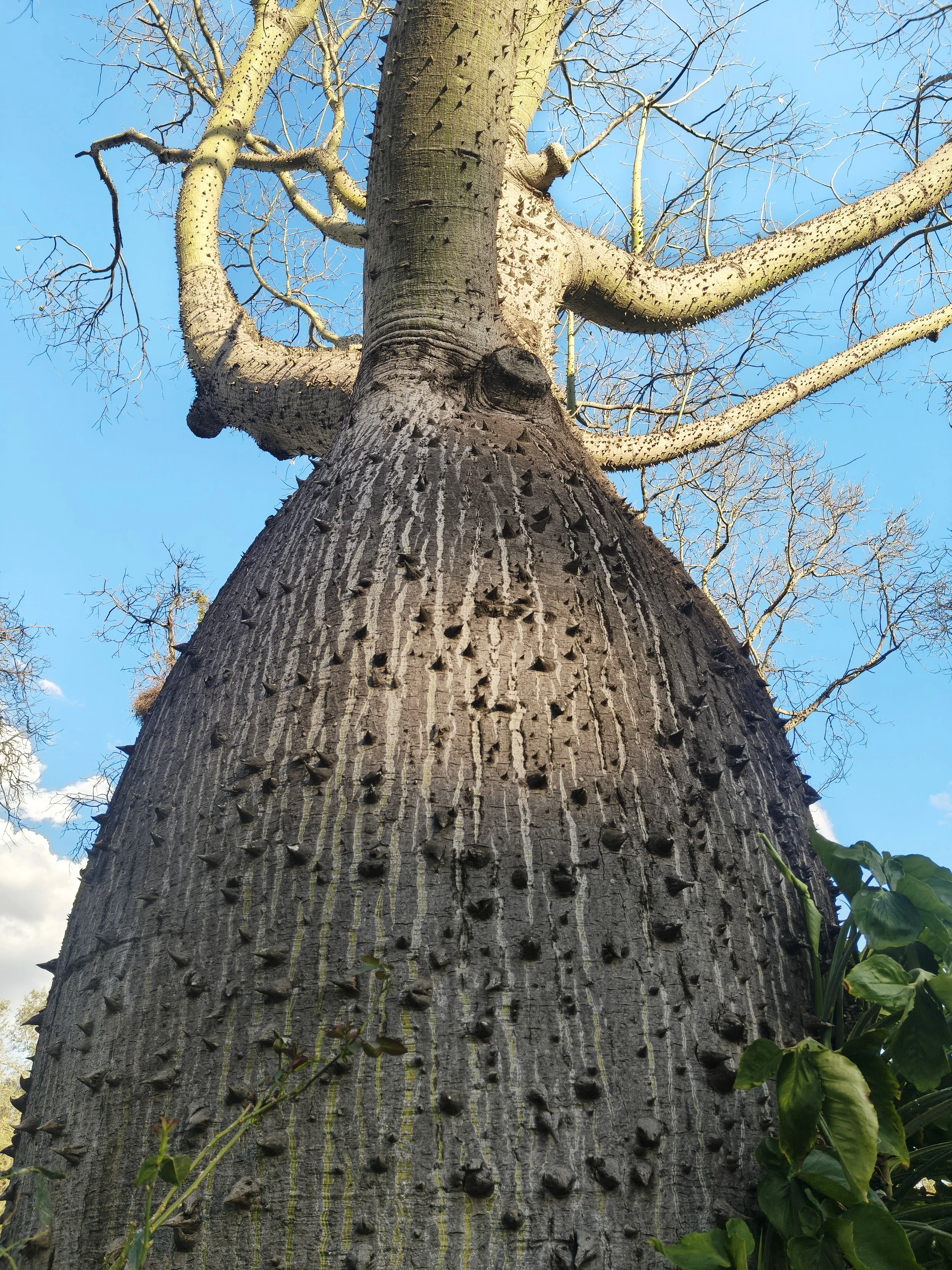 Ceiba chodatii 