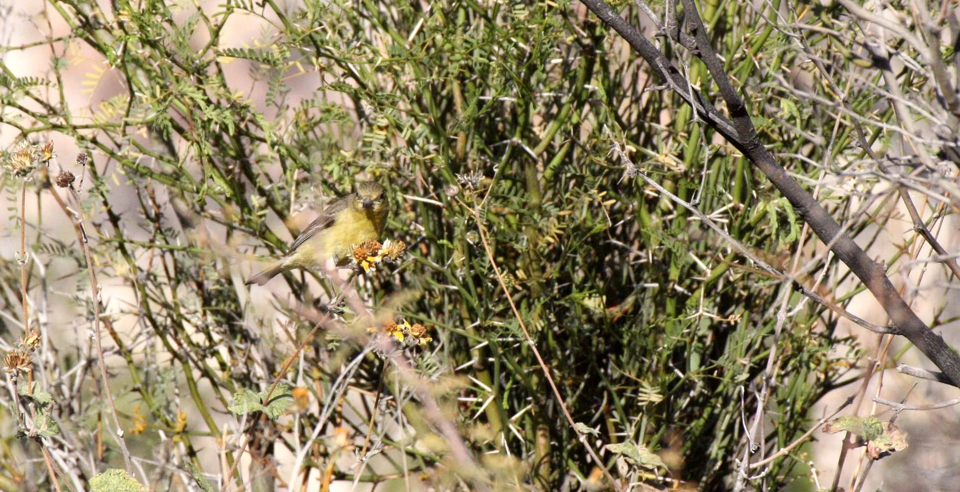 American Goldfinch (Spinus tristis) Catavina Desert, Baja Mexico (8).JPG