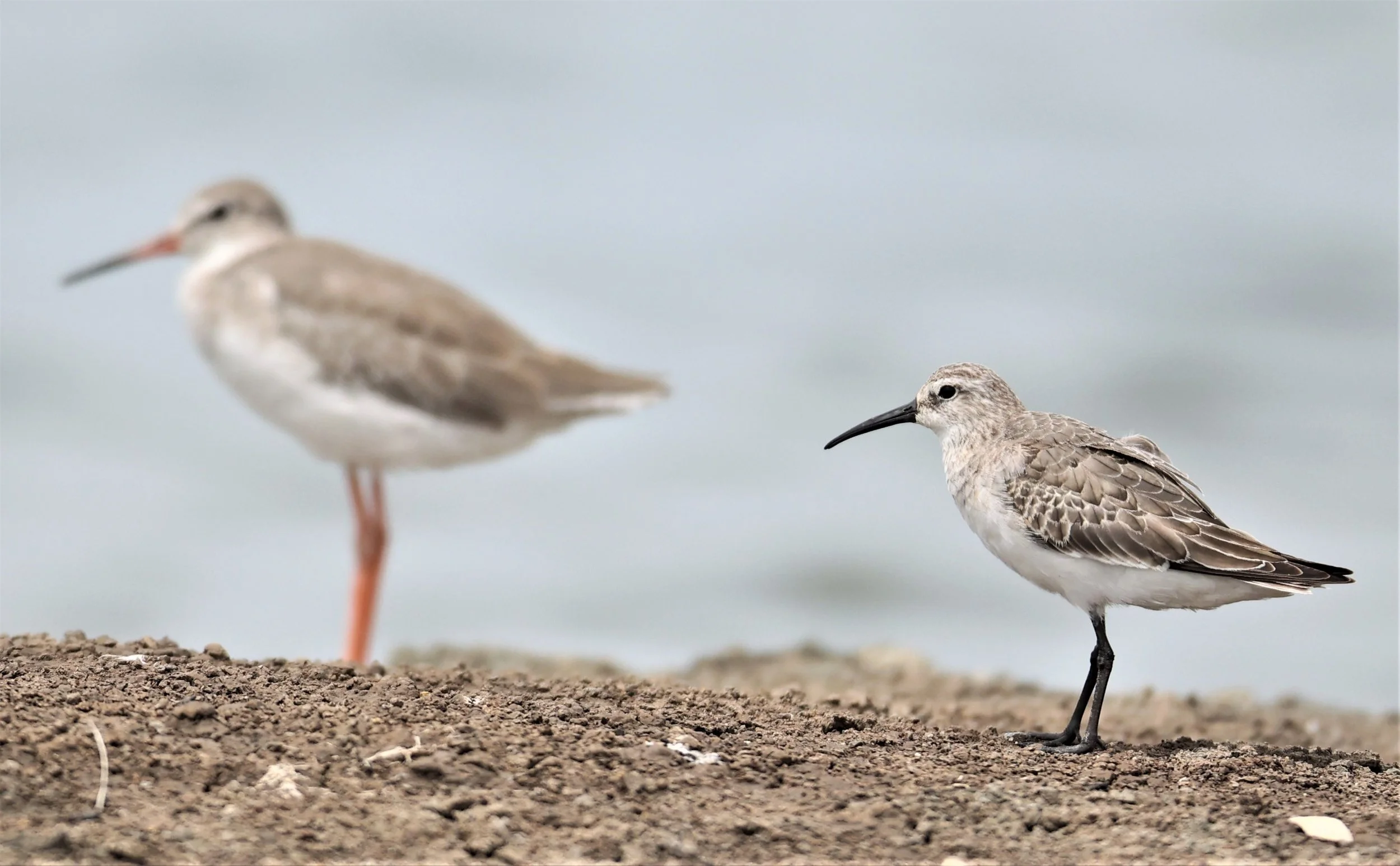 SANDPIPER - CURLEW SANDPIPER - Calidris ferruginea -WITH COMMON REDSHANK - CHACHOENGSAO  SALT PANS  (24).jpg
