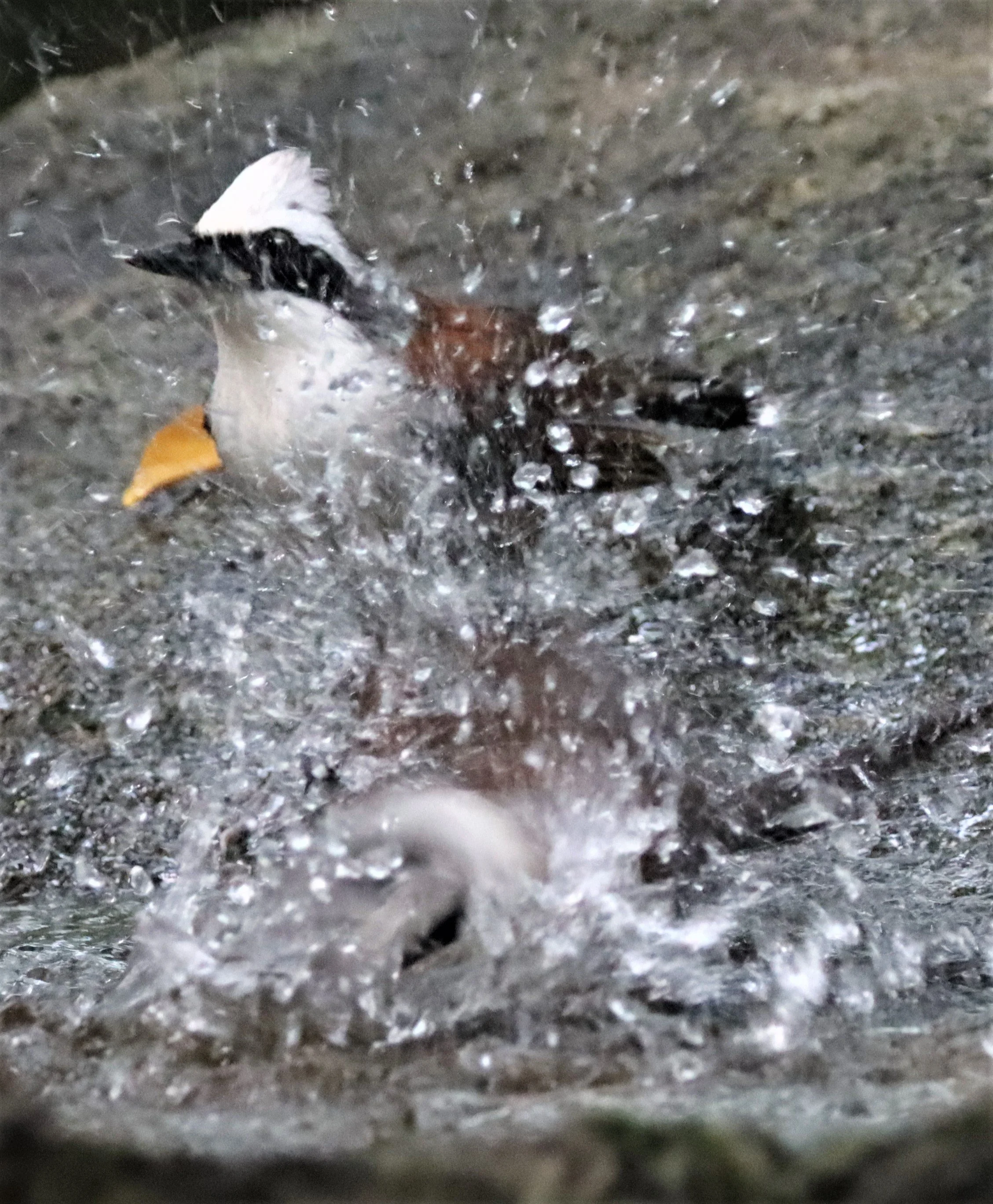 LAUGHINGTHRUSH - WHITE-CRESTED LAUGHINGTHRUSH - Garrulax leucolophus - WAT THAM PRATHUN CHONBURI (60).jpg