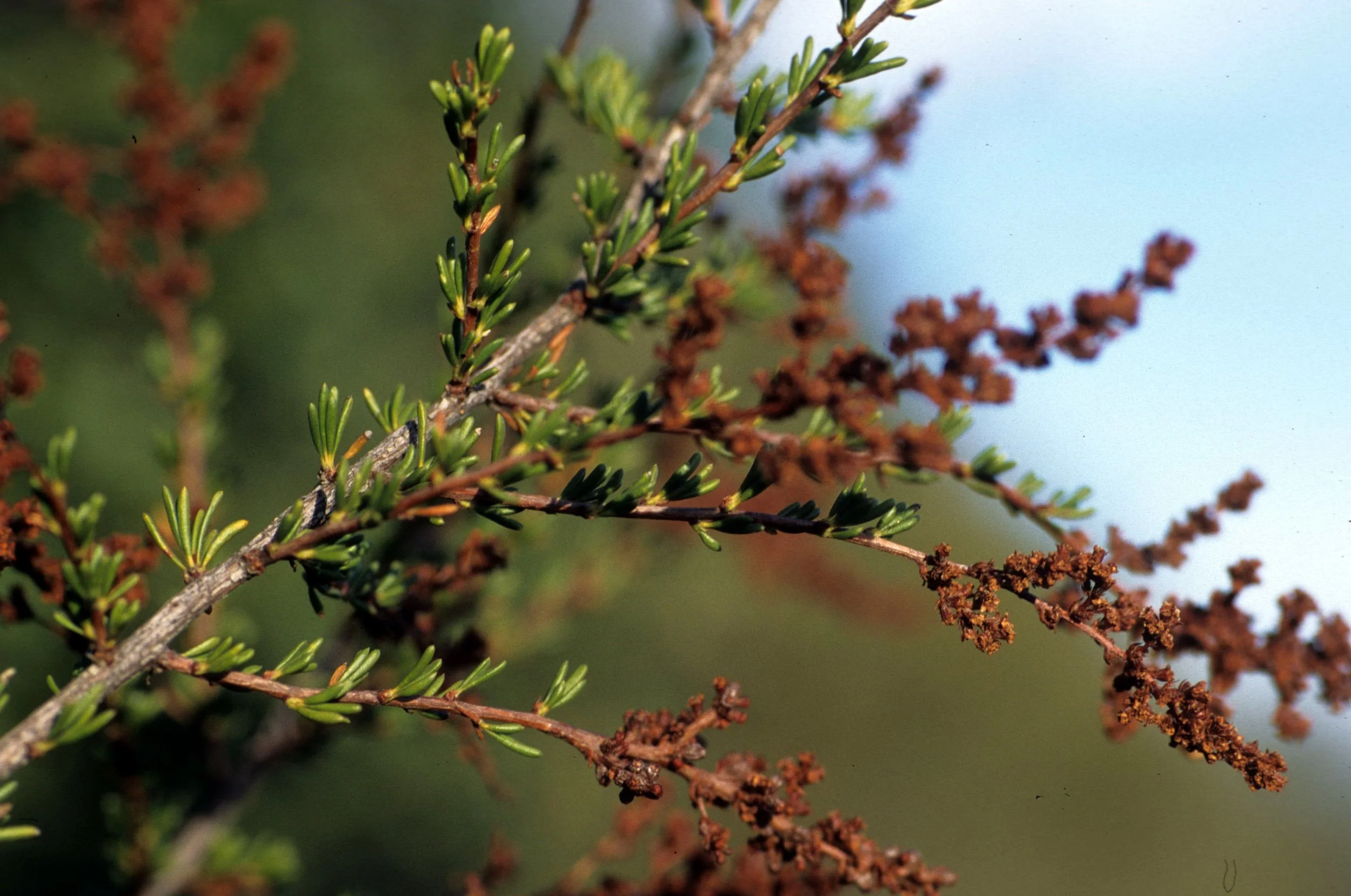 CALIFORNIA - MOUNT DIABLO - CHAMISE.jpg