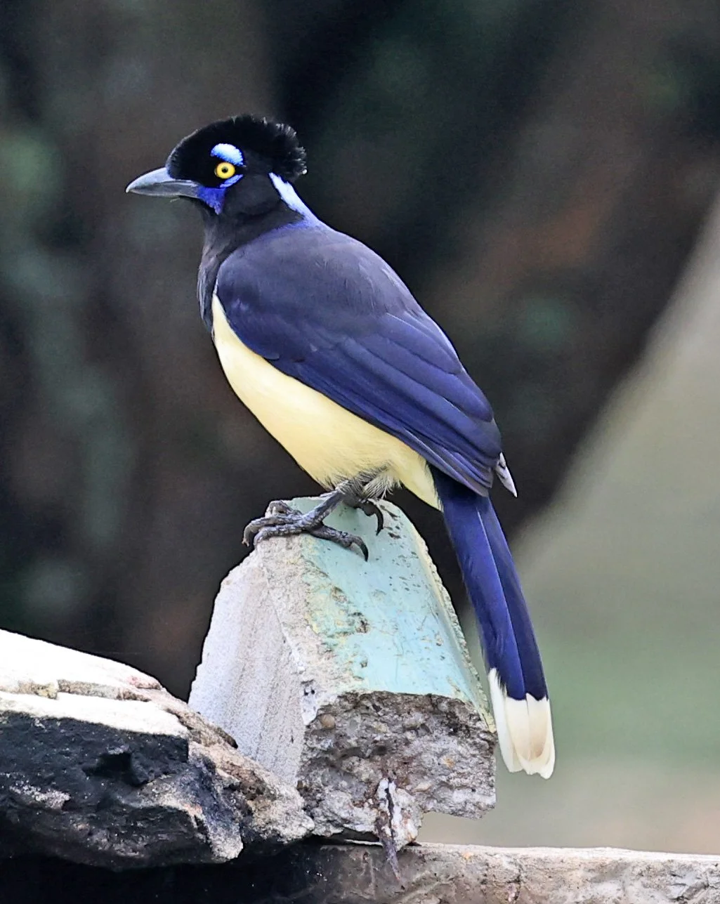 Plush-crested Jay (Cyanocorax chrysops) El Palmar National Park, Entre Rios, Argentina (30).jpg