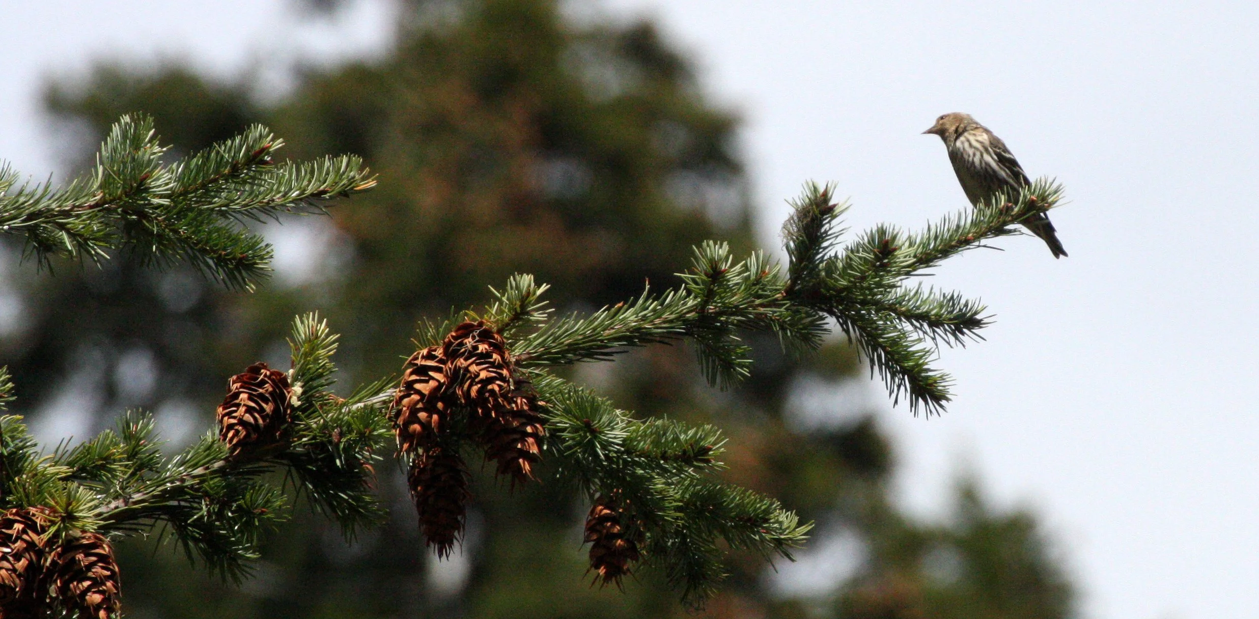 Pine siskin (Spinus pinus) Hurricane Ridge, Olympic NP, Washington (2).JPG