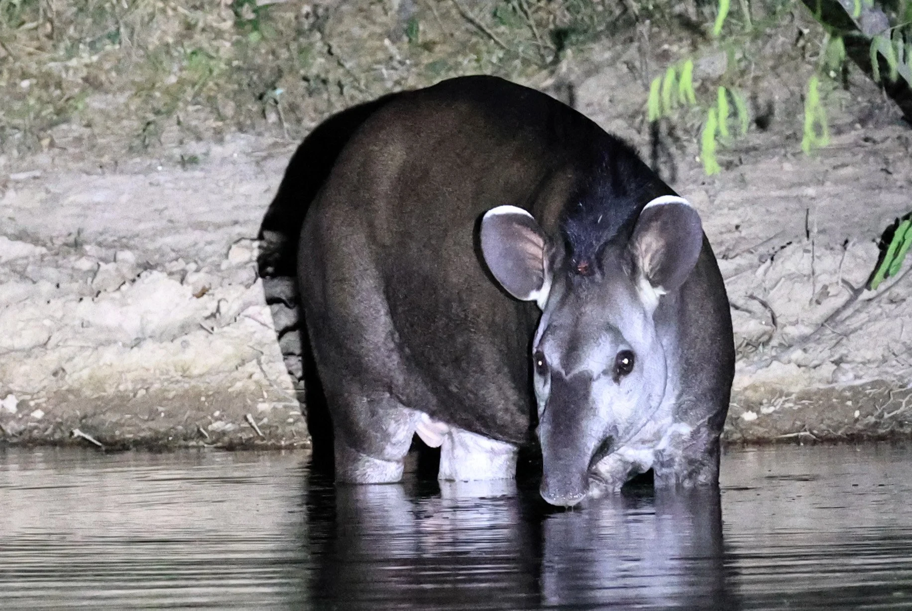 South American Tapir (Tapirus terrestris) Hotel Campestre Iparoma Paraguay  (25).jpg
